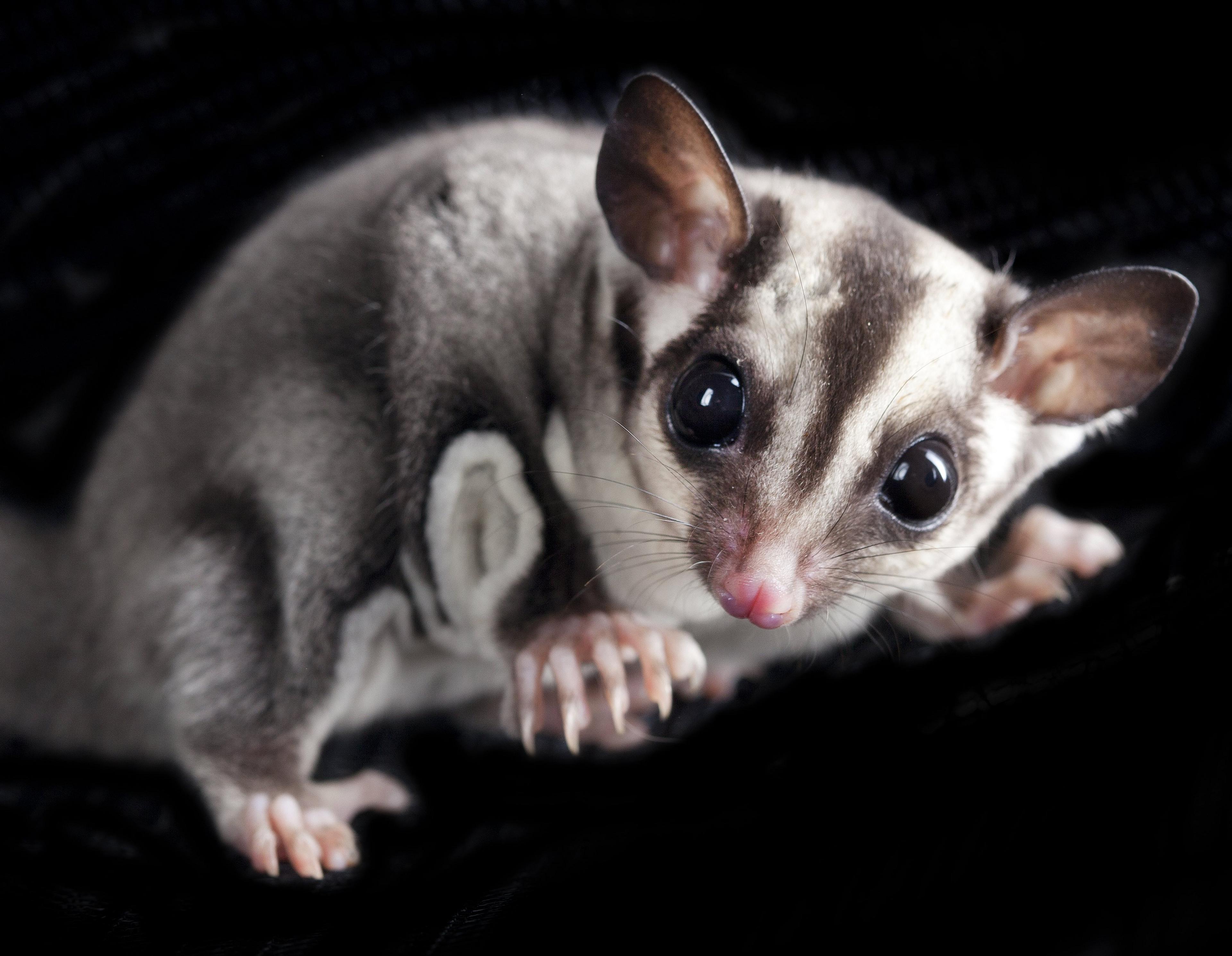 sugar-glider