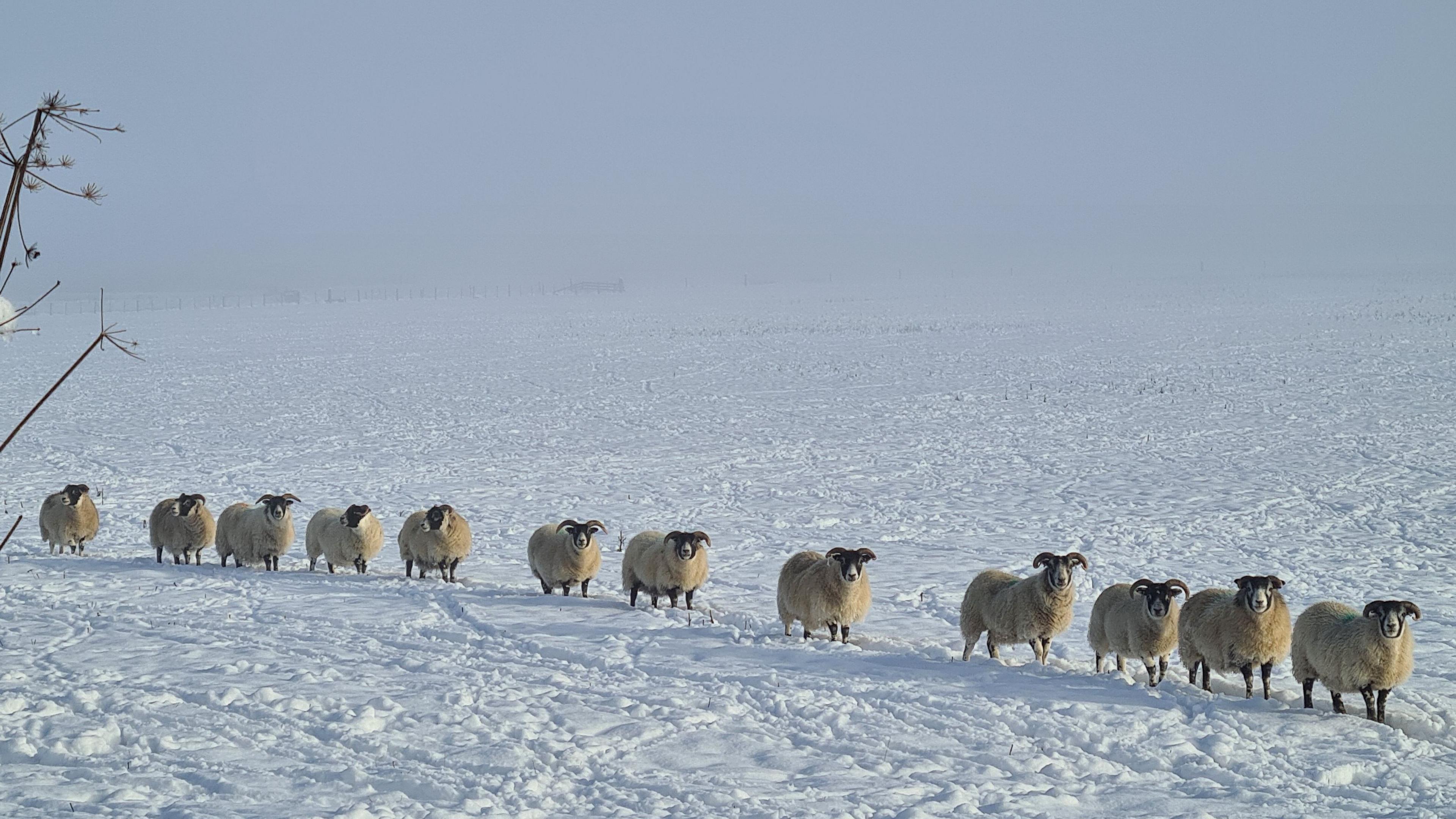 Twelve sheep in a line from left to right, standing in a snowy field 