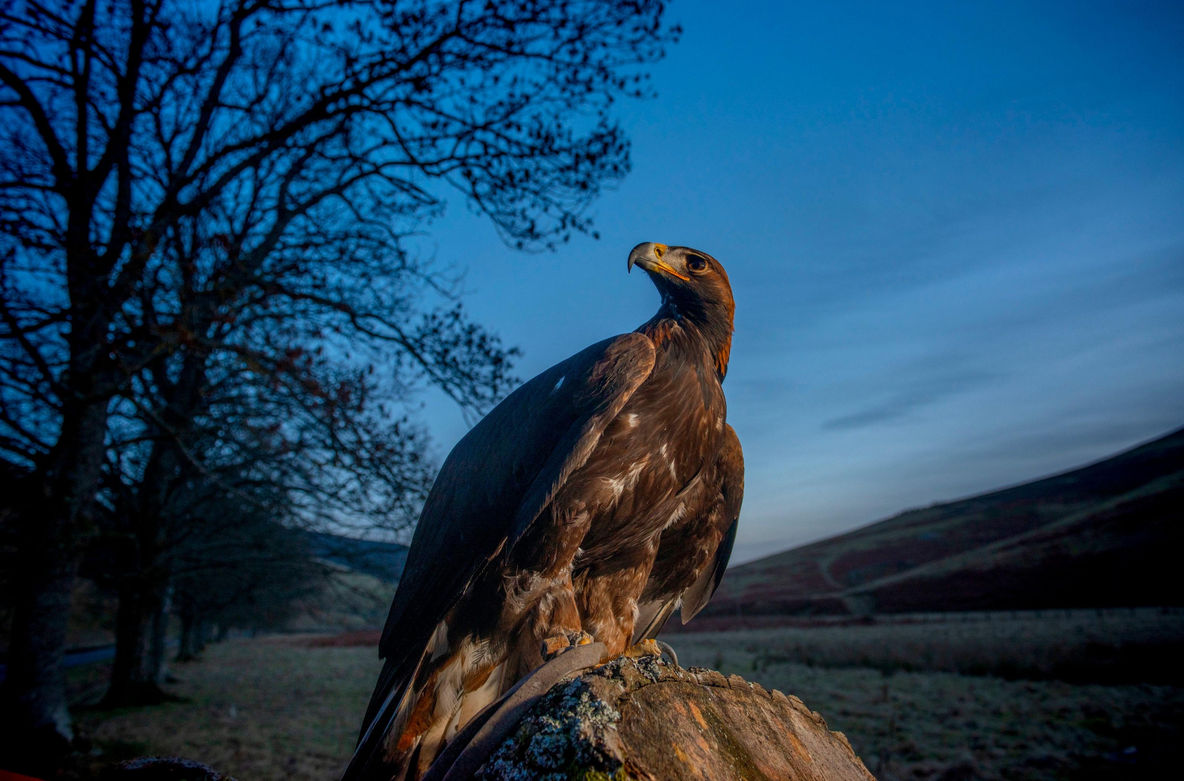 A golden eagle sits on a tree stump during dusk with a silhouetted hillside in the background