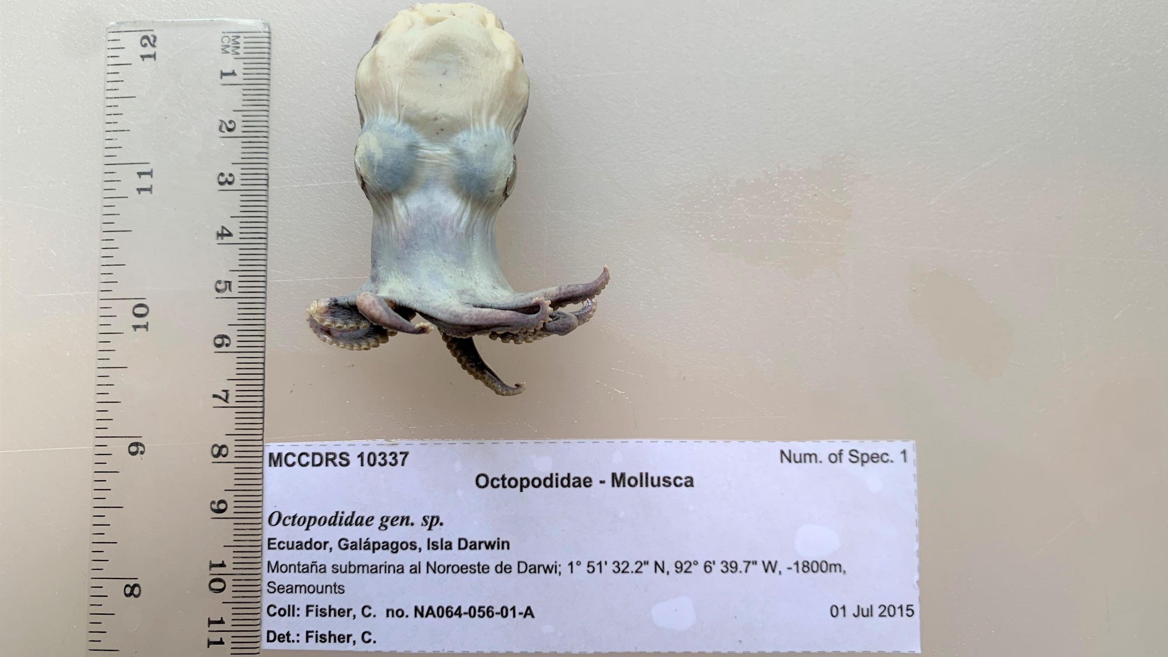 Octopus held vertically next to a plastic ruler to check its size 