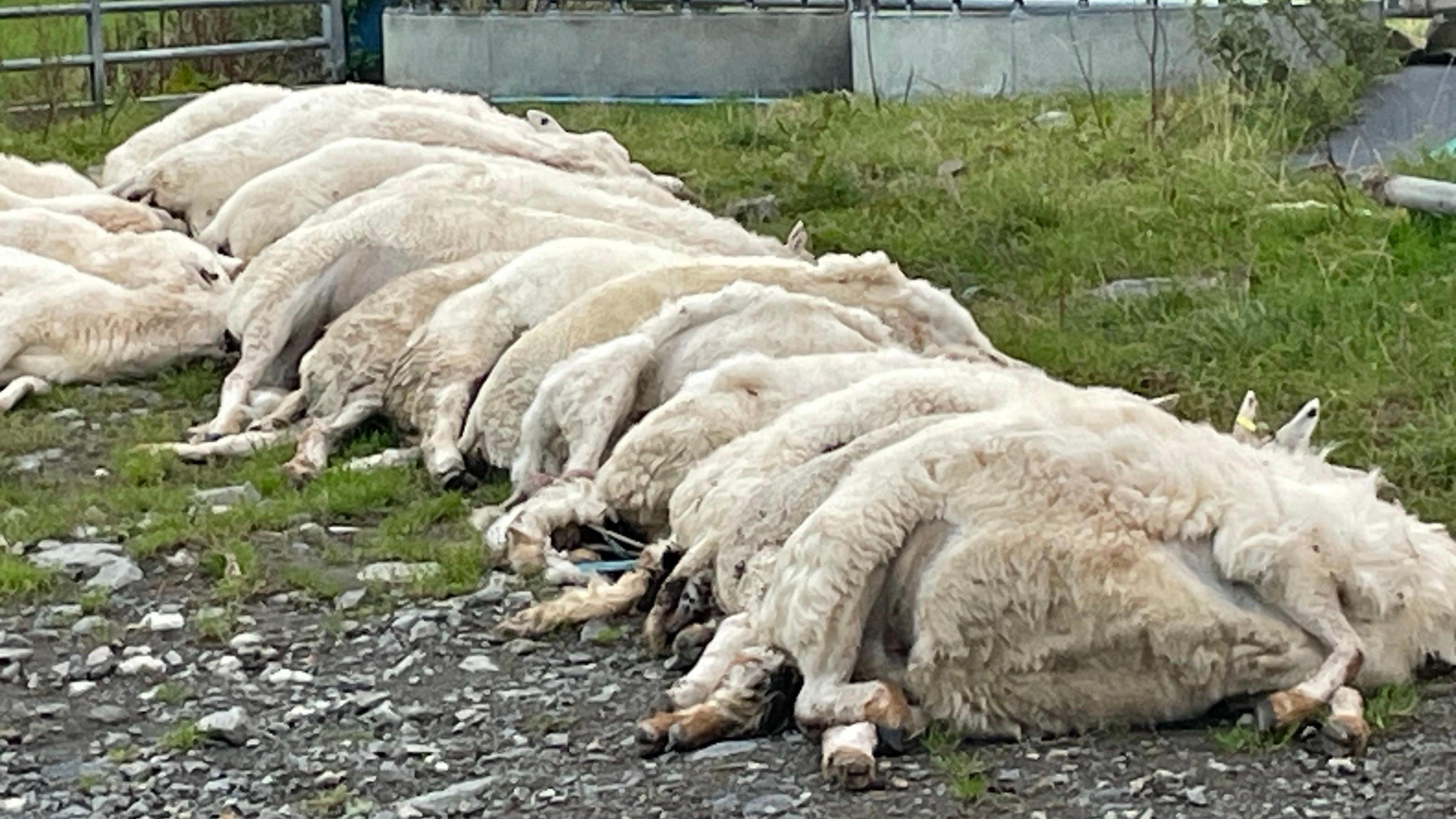 A number of dead sheep lie dead on the ground