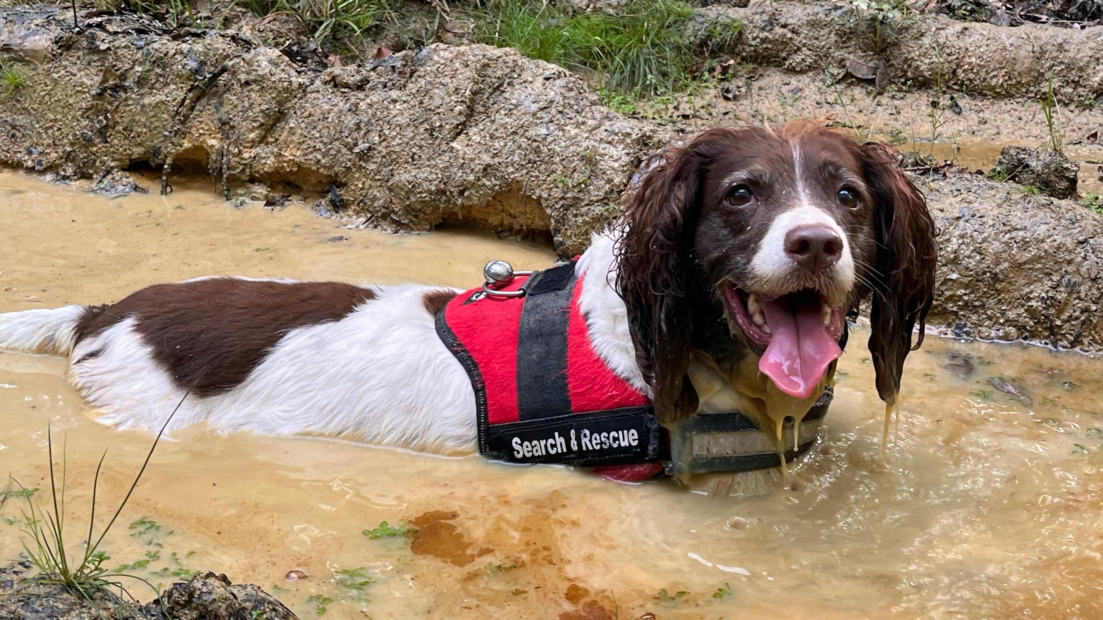 Millie the brown and white Springer Spaniel standing in water with her red search and rescue harness on.