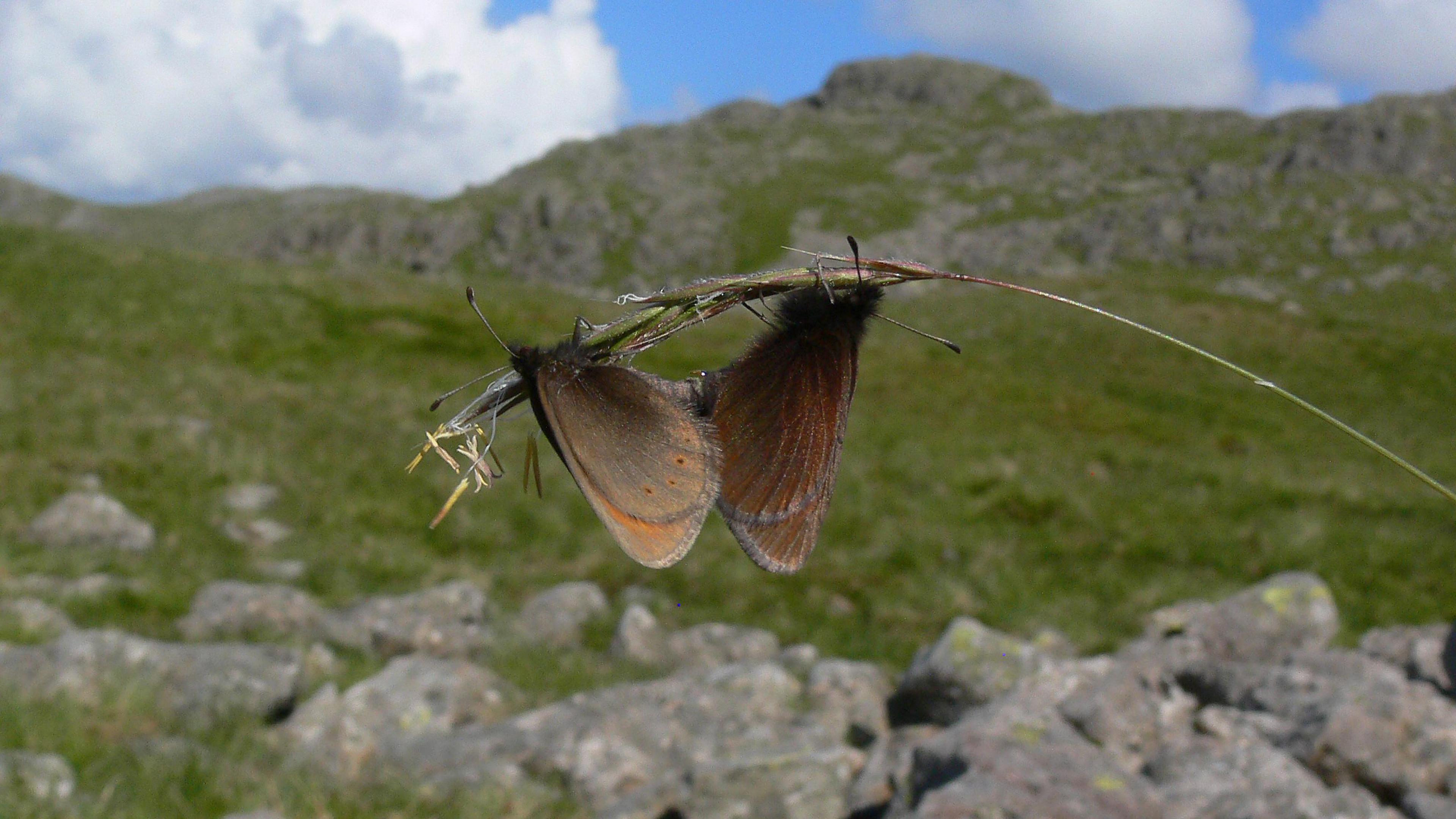 Two mountain ringlet butterflies sitting on the end of a twig with their wings closed