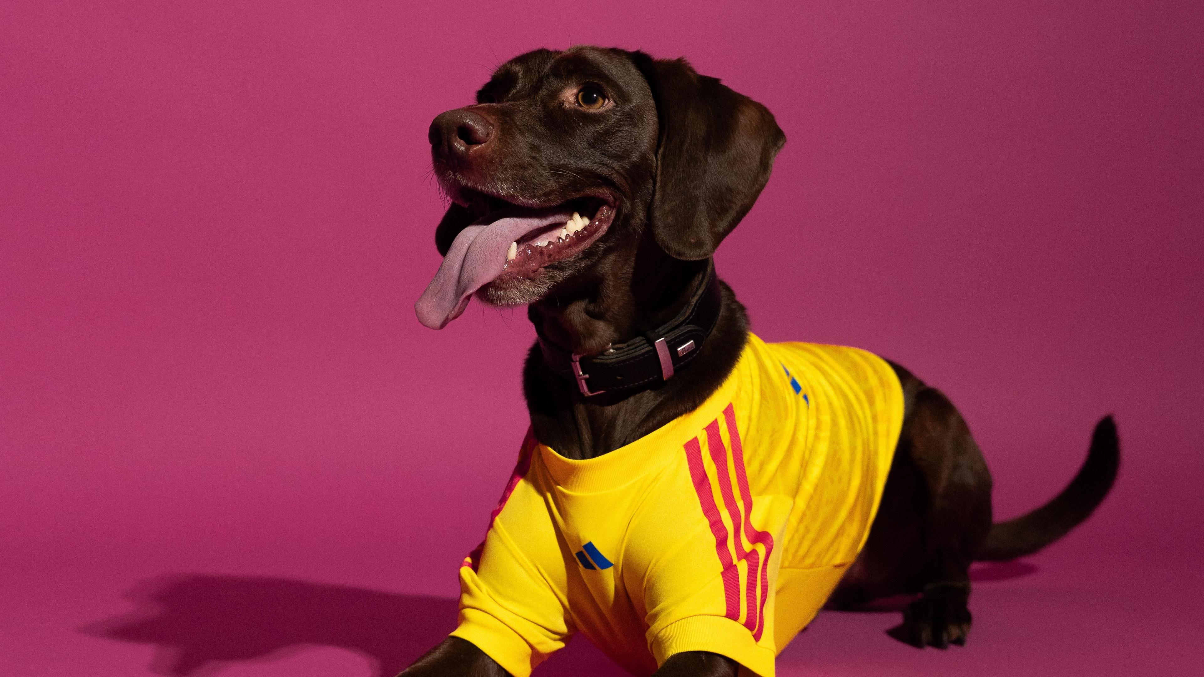 Columbia's t-shirt design on a Labrador puppy