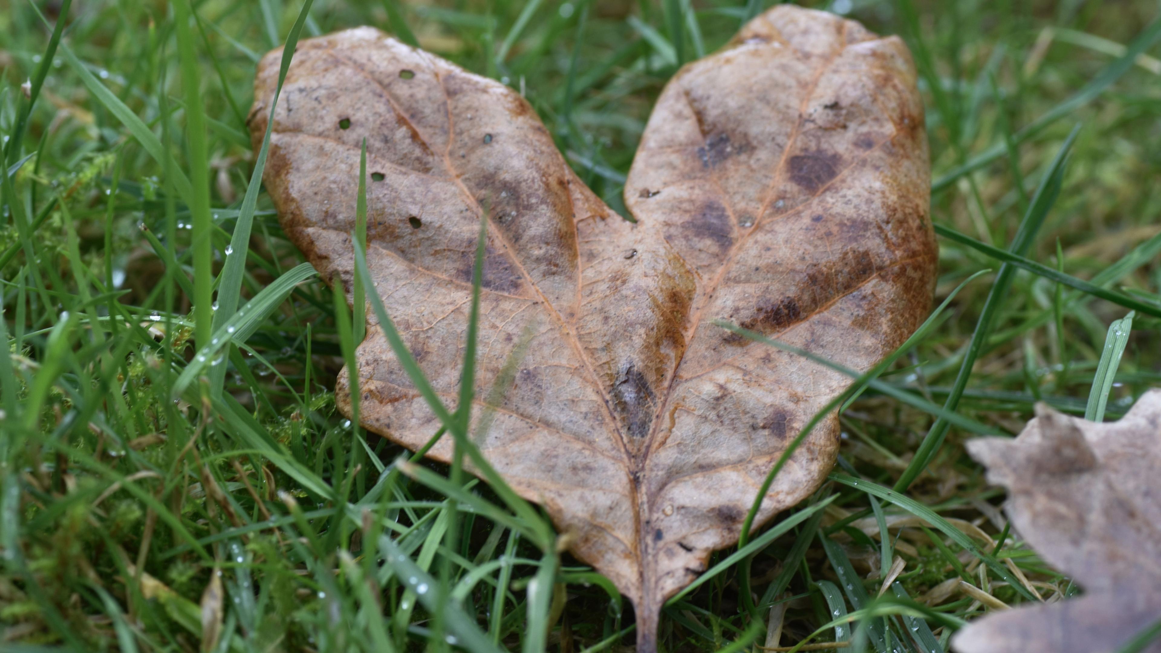 Heart shaped leaf