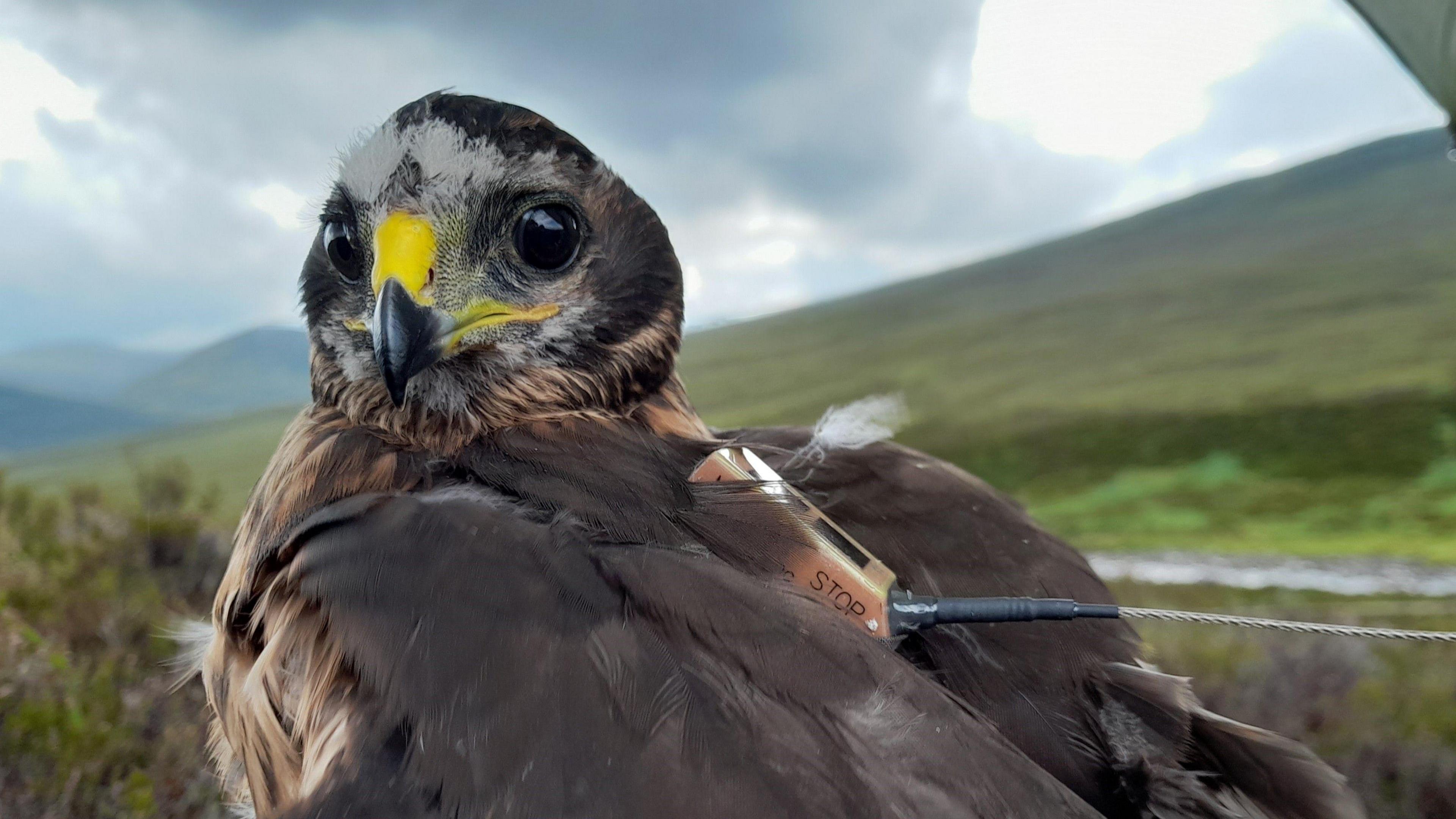 Hen harrier 