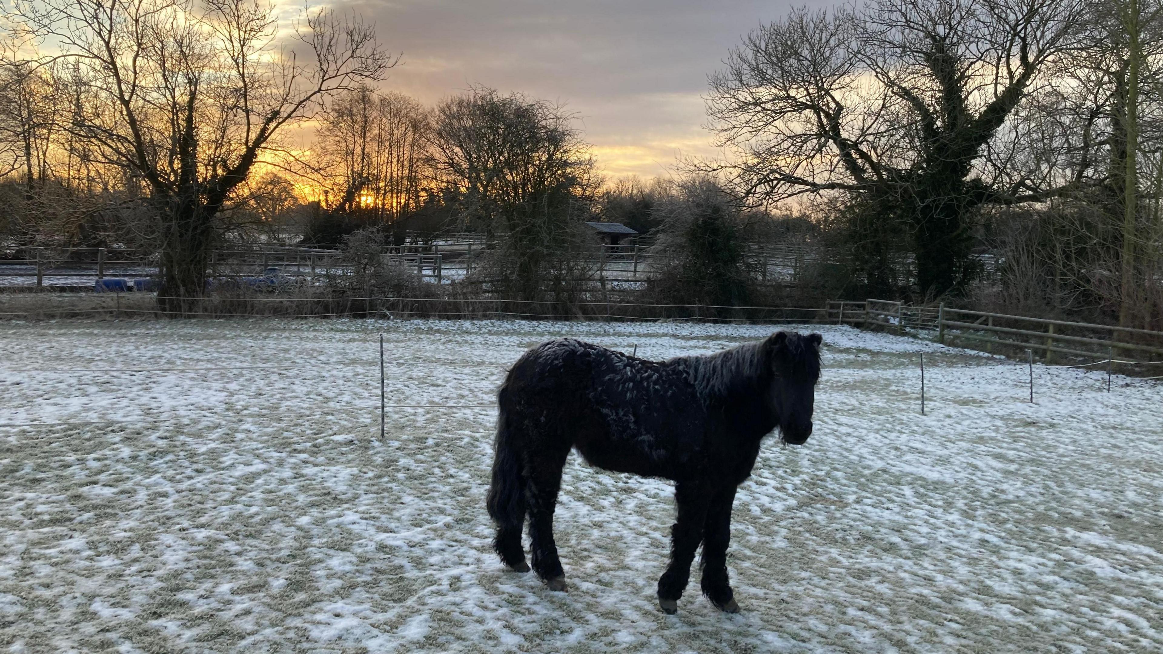 A black-maned pony walks on a frozen field. A sunrise is visible on the horizon beyond trees and other fields.