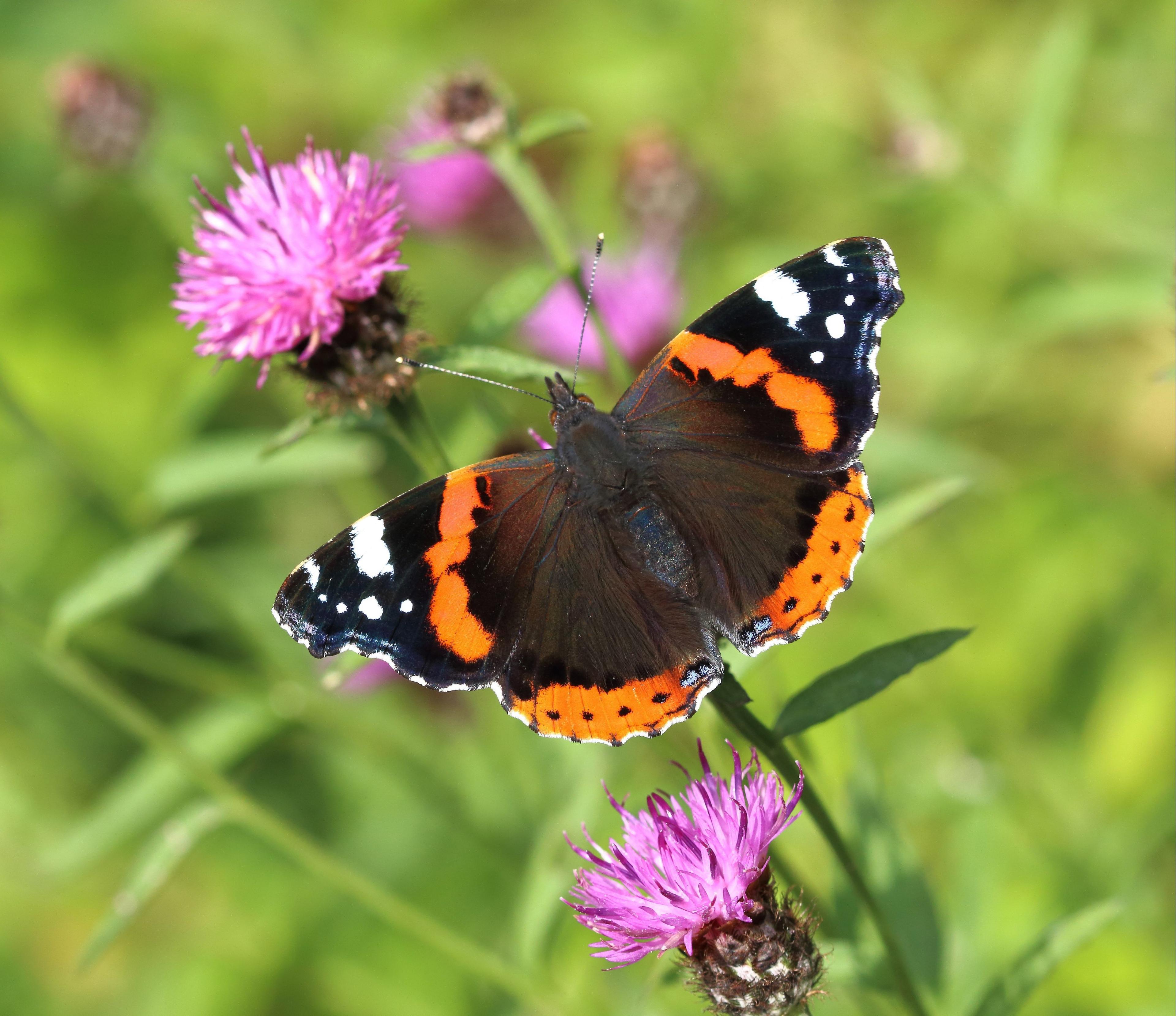 Butterfly on a purple flower