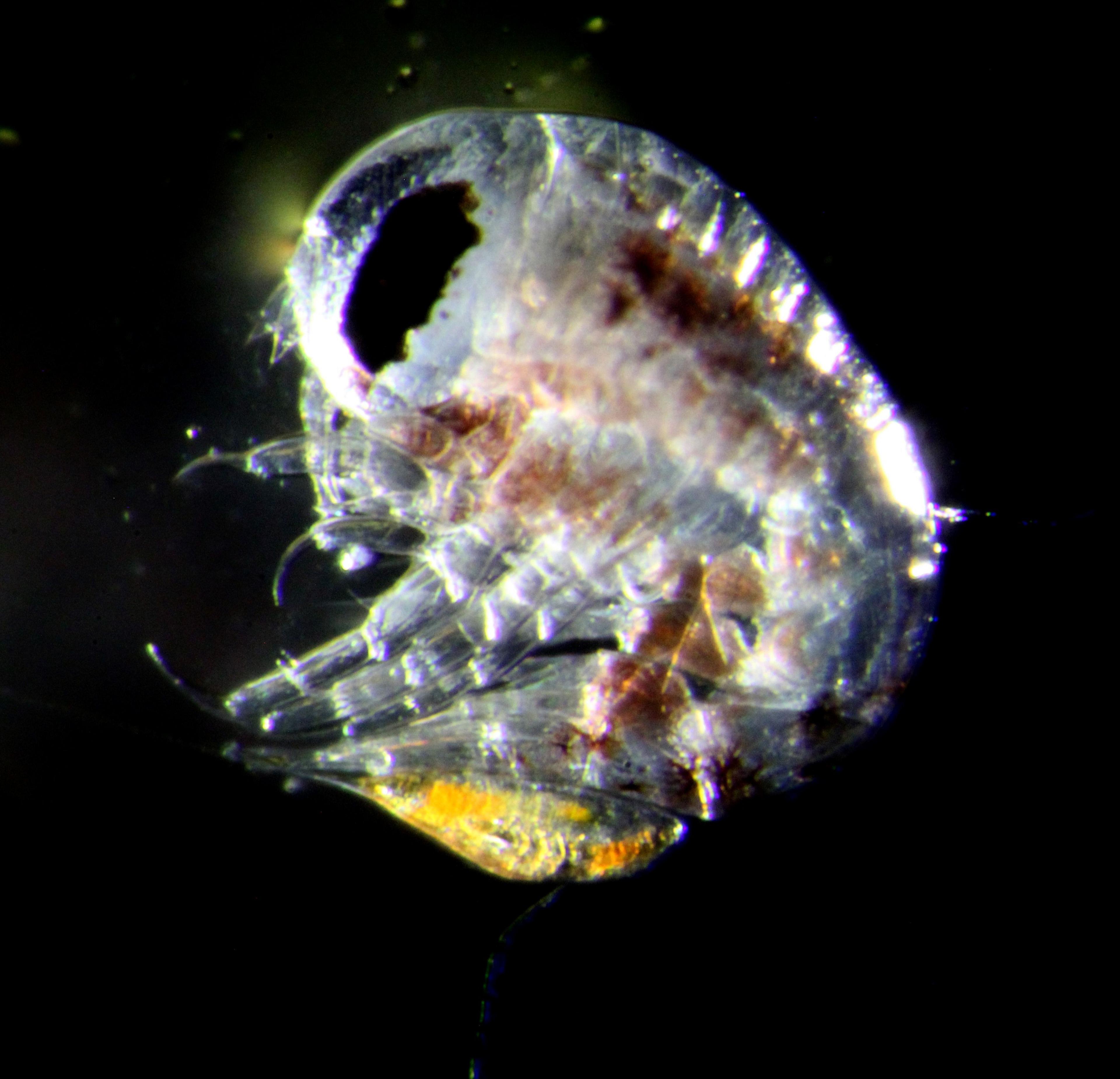 An amphipod - another animal that helps transport carbon to the deep ocean - under the microscop