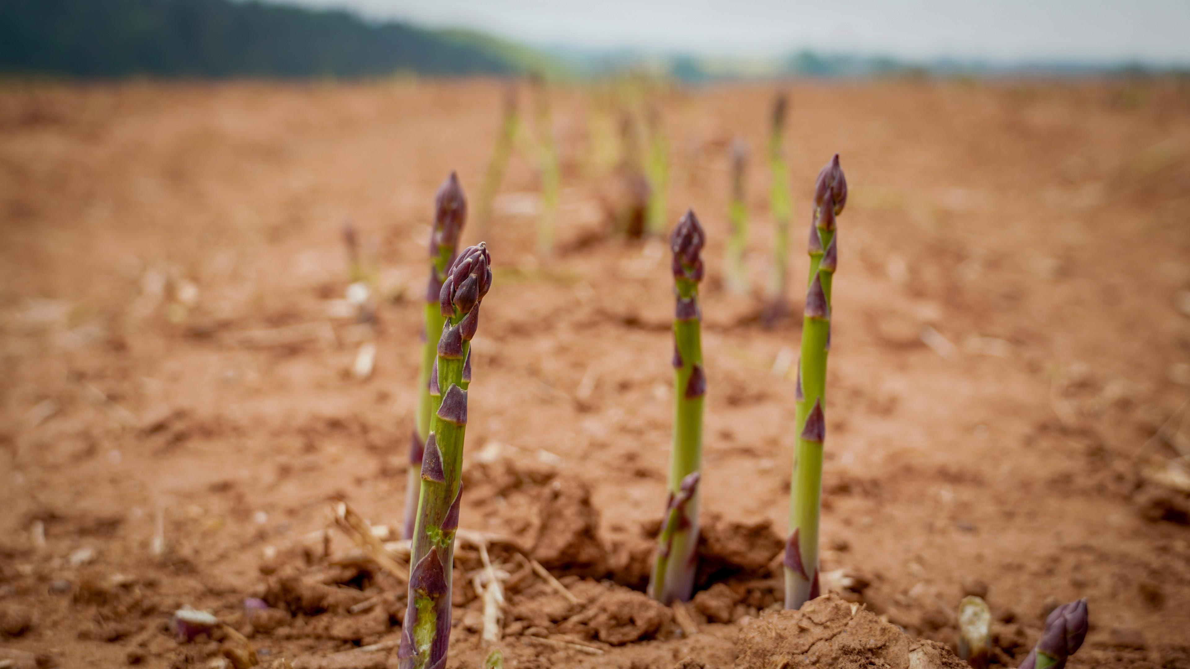 Asparagus growing in field