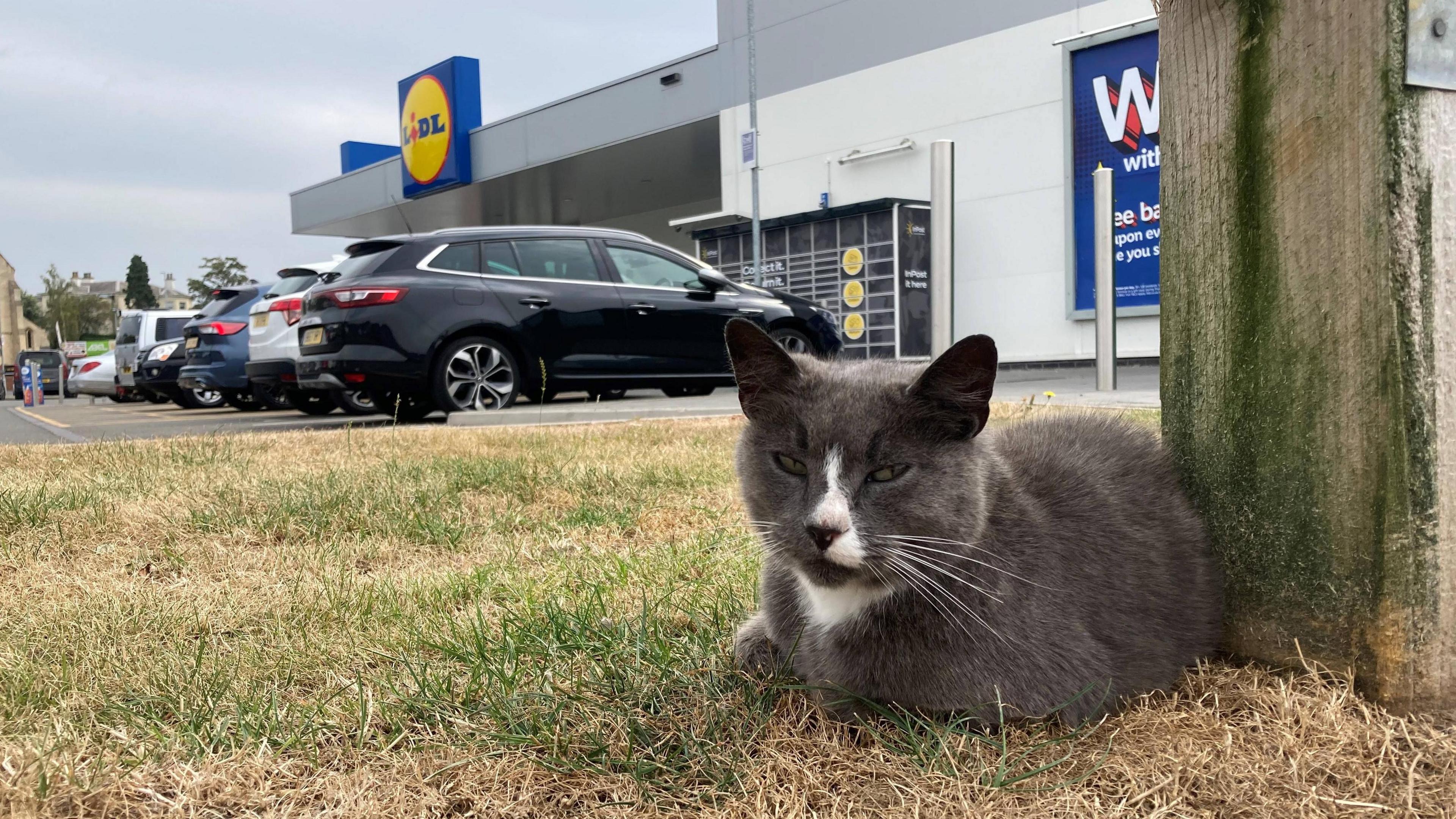 Sweep the cat sitting outside a Lidl shop in Retford, Nottinghamshire