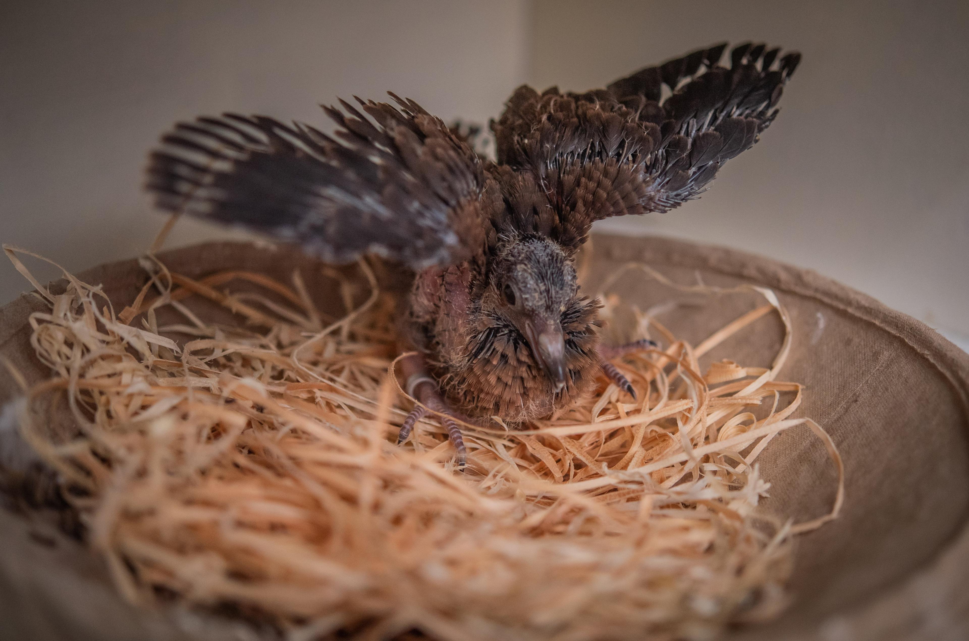 Socorro dove chick