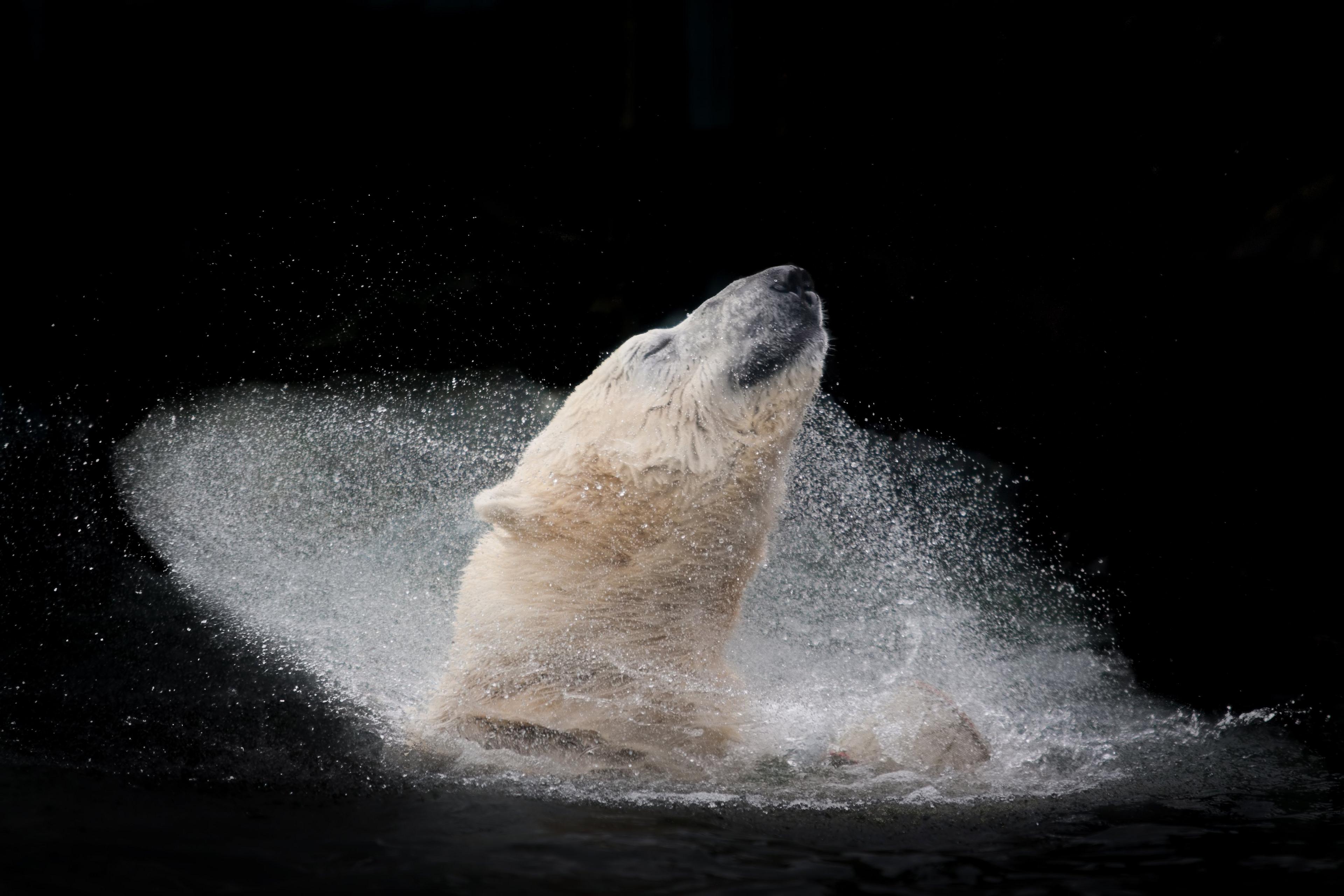 A polar bear enjoying a bath