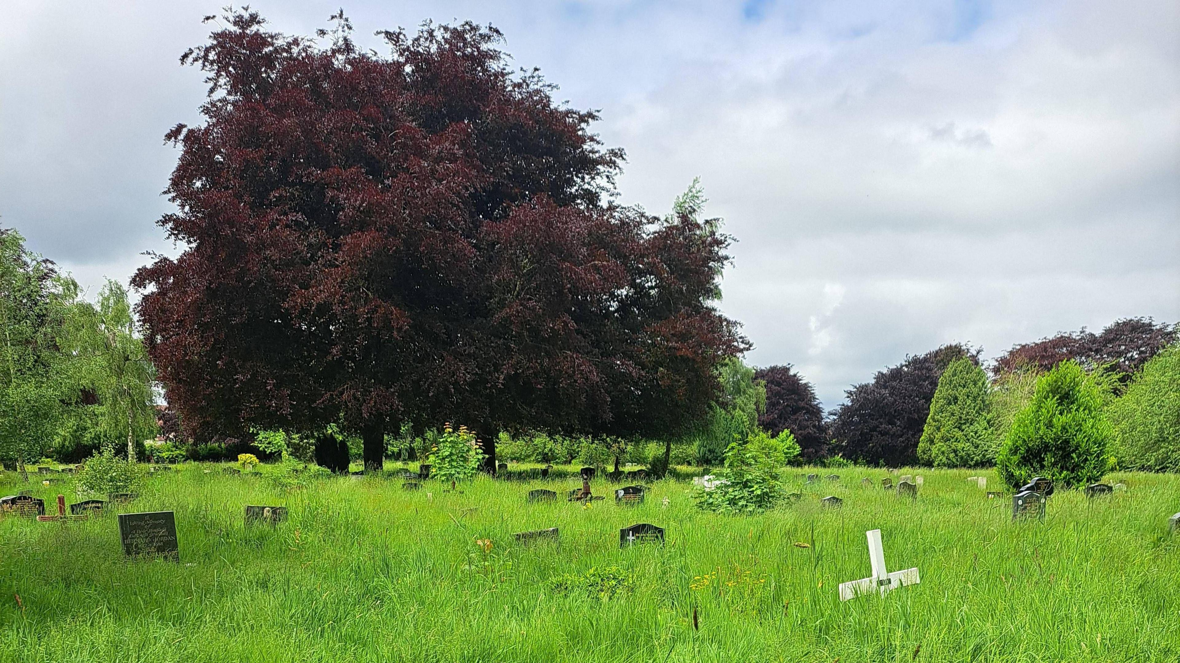 Overgrowth at London Road Cemetery in Coventry