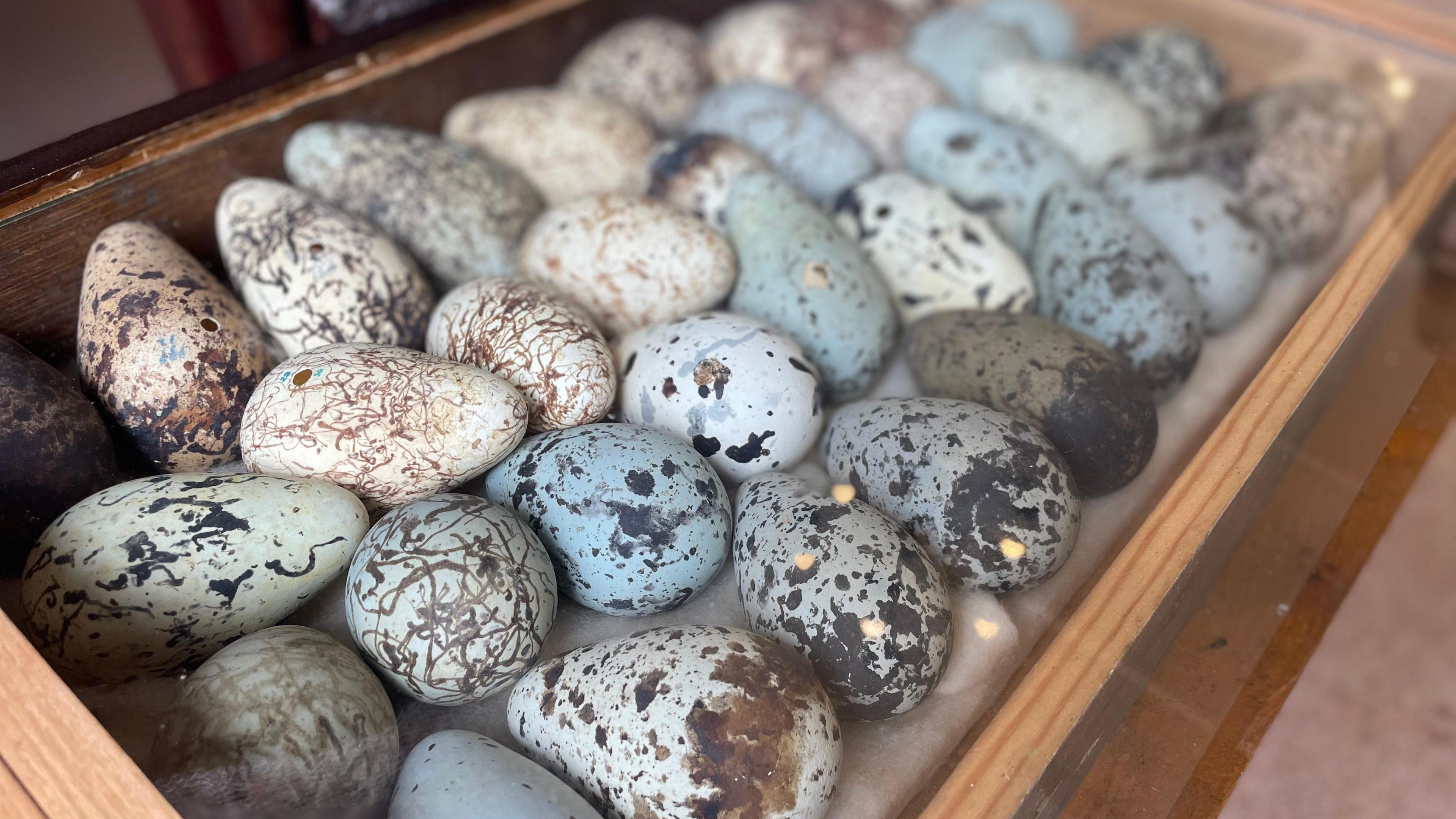 Dozens of eggs sit side by side in a large glass and wood cabinet. They're different colours - ranging from pale blue and grey to white - and all feature detail such as speckling. 