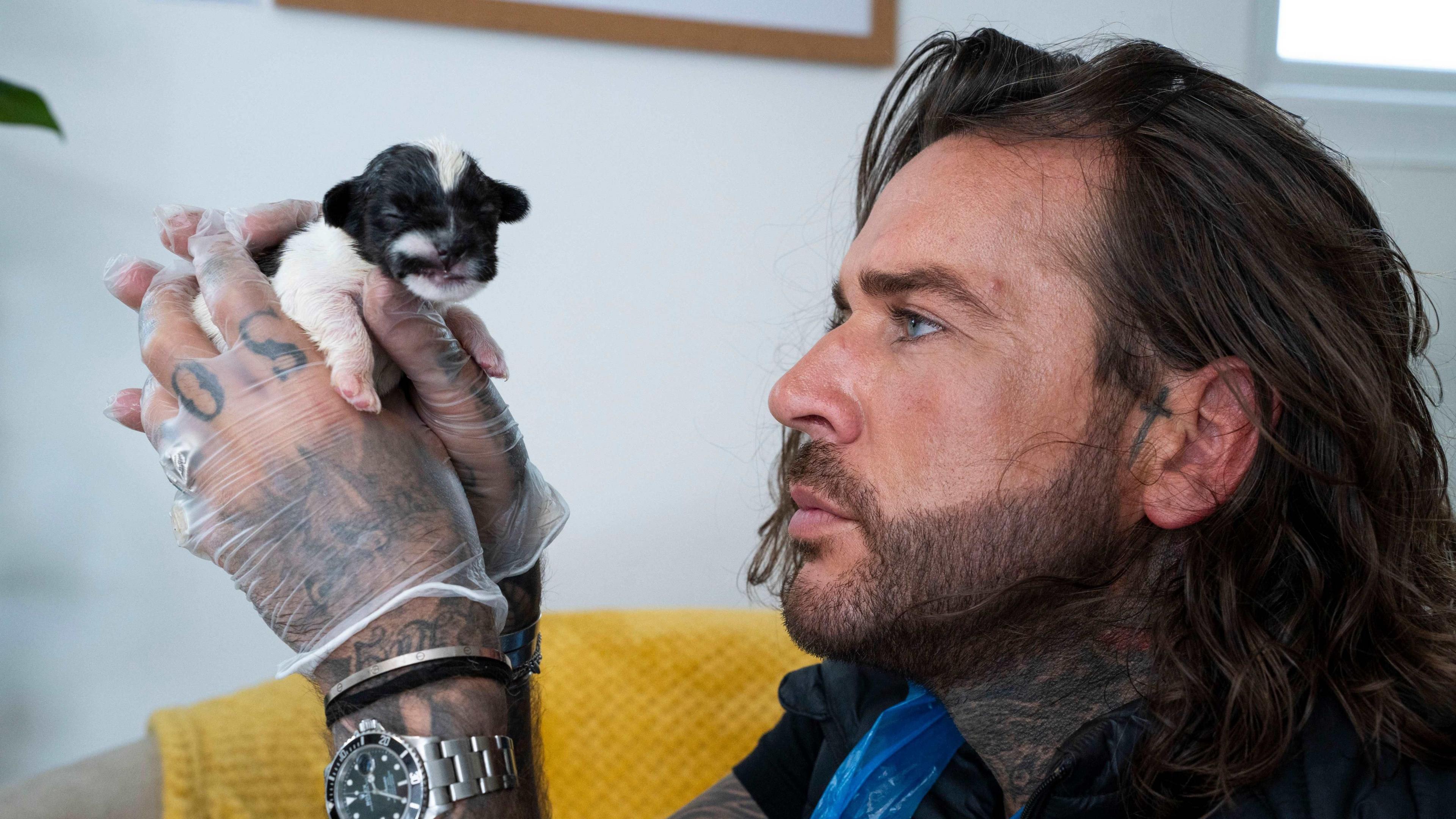 A man, reality star Pete Wicks, holds a newborn puppy aloft while wearing protective plastic gloves. He has long hair and a beard and is looking thoughtfully at the dog, which is white with a black head and ears.