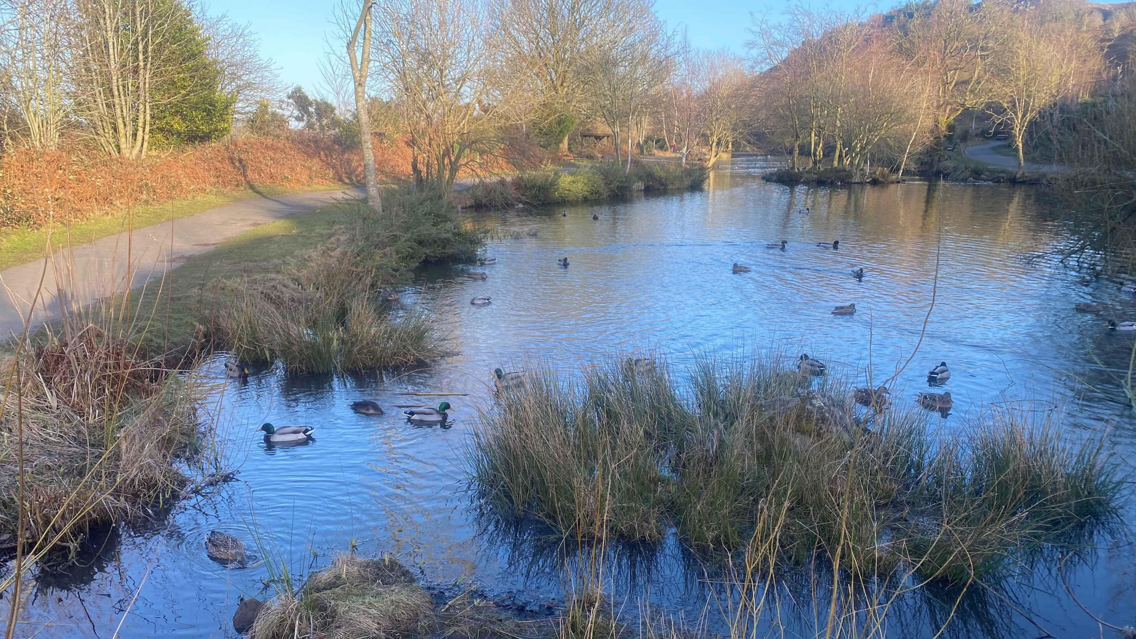 A tarn on the lower part of Ilkley Moor in West Yorkshire. Ducks float on the water's surface, with grass and a footpath surrounding the tarn.