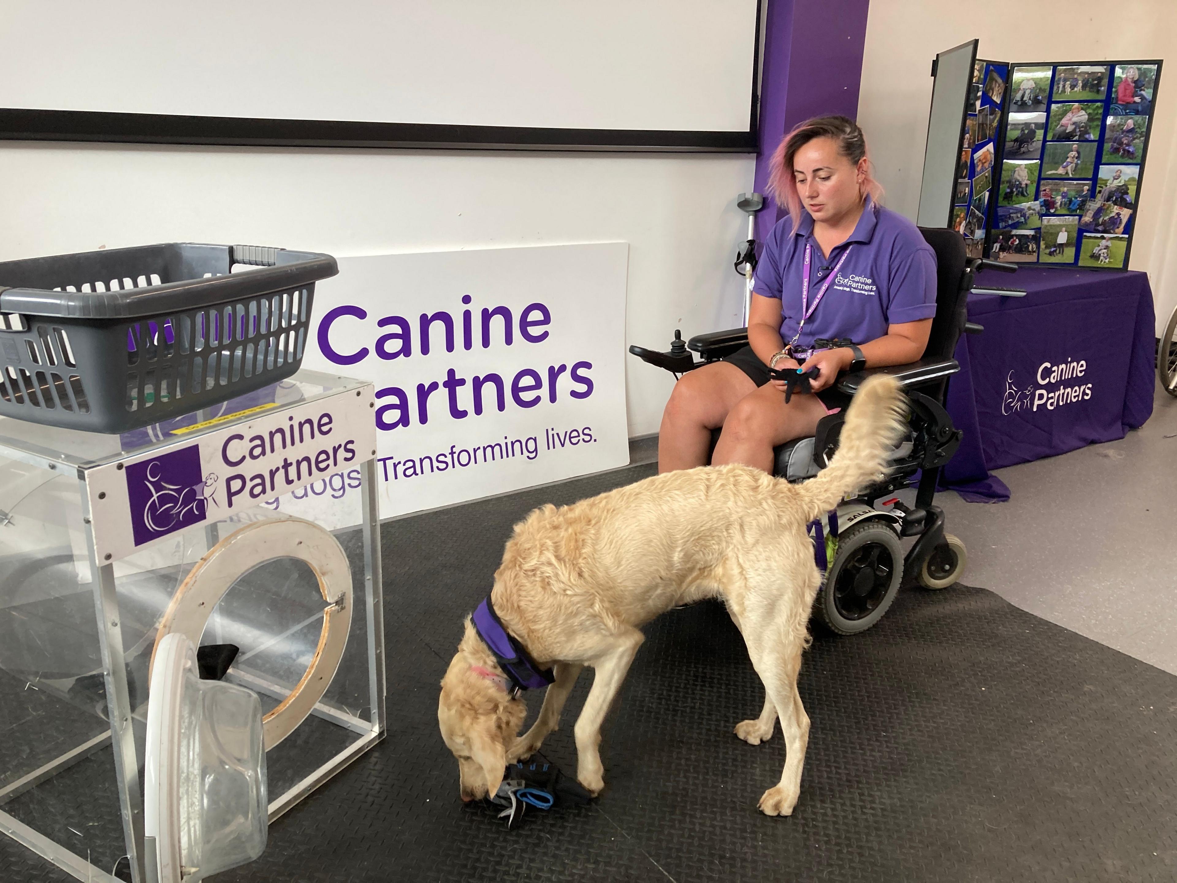 A dog learning to load a prop washing machine made from perspex under instruction from a woman in a wheelchair