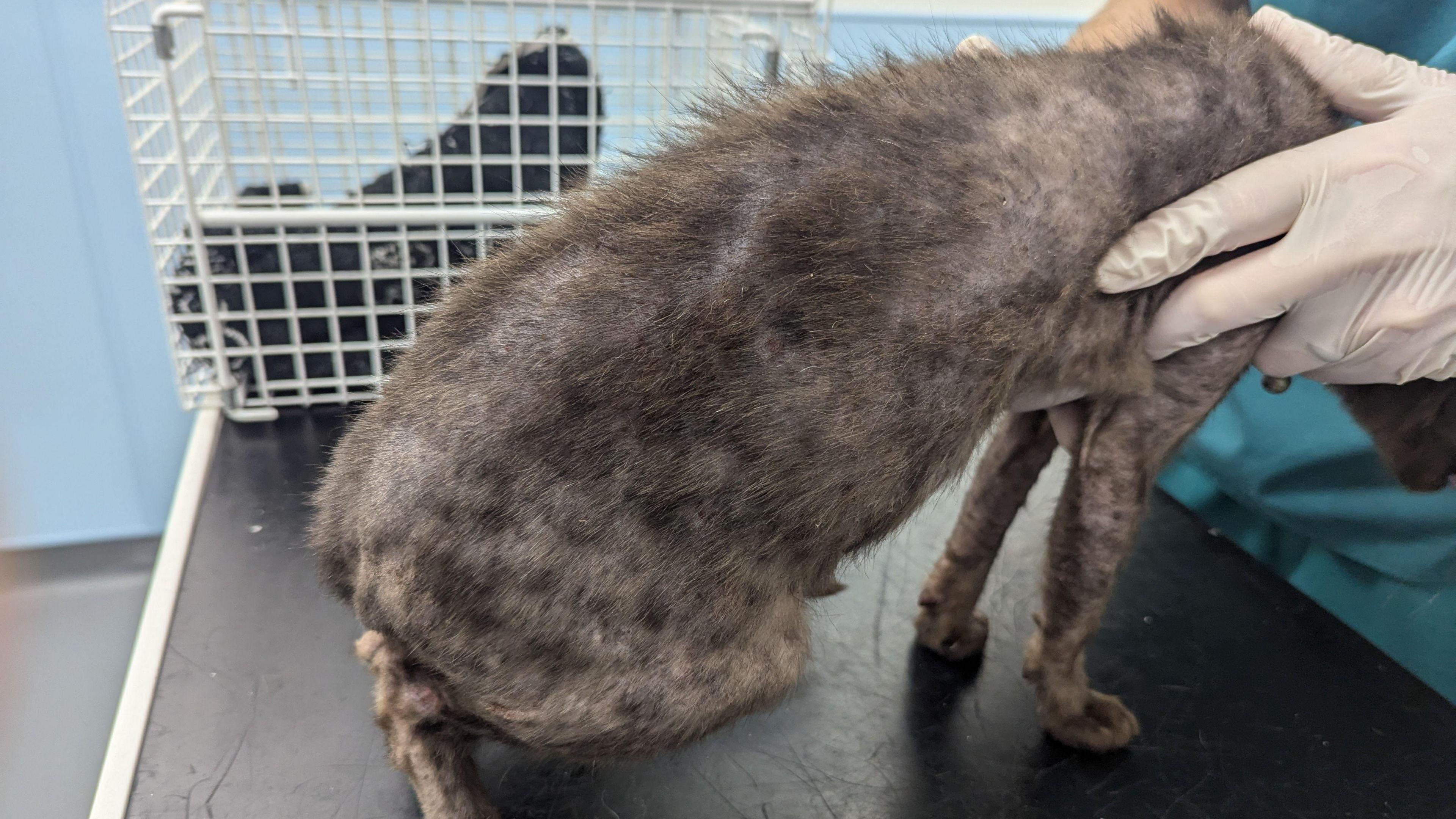 A thin, brown cat, held up at their front by a vet. Their fur is very patchy and thin.