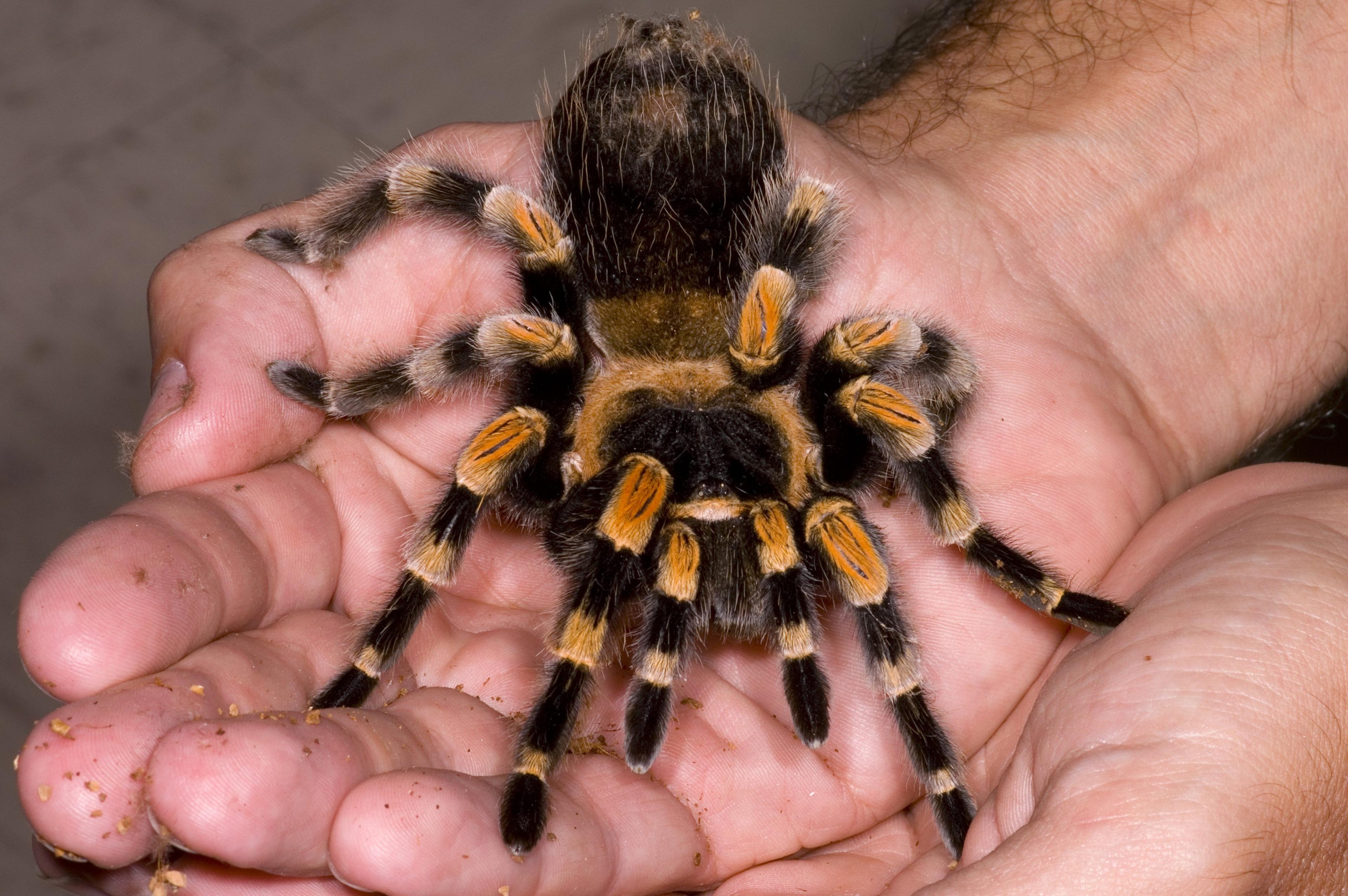 Mexican red knee tarantula Brachypelma smithi