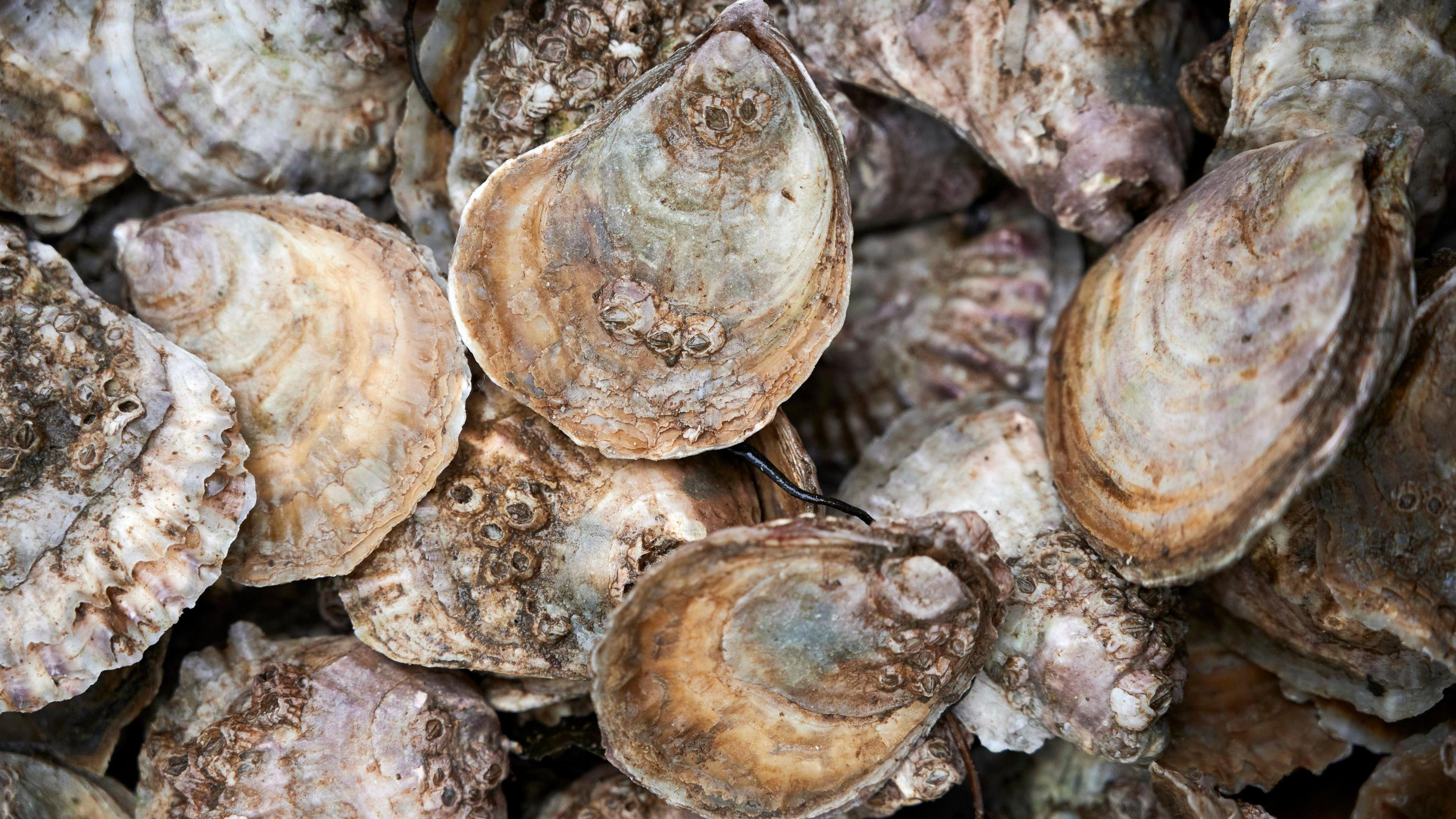 Oysters