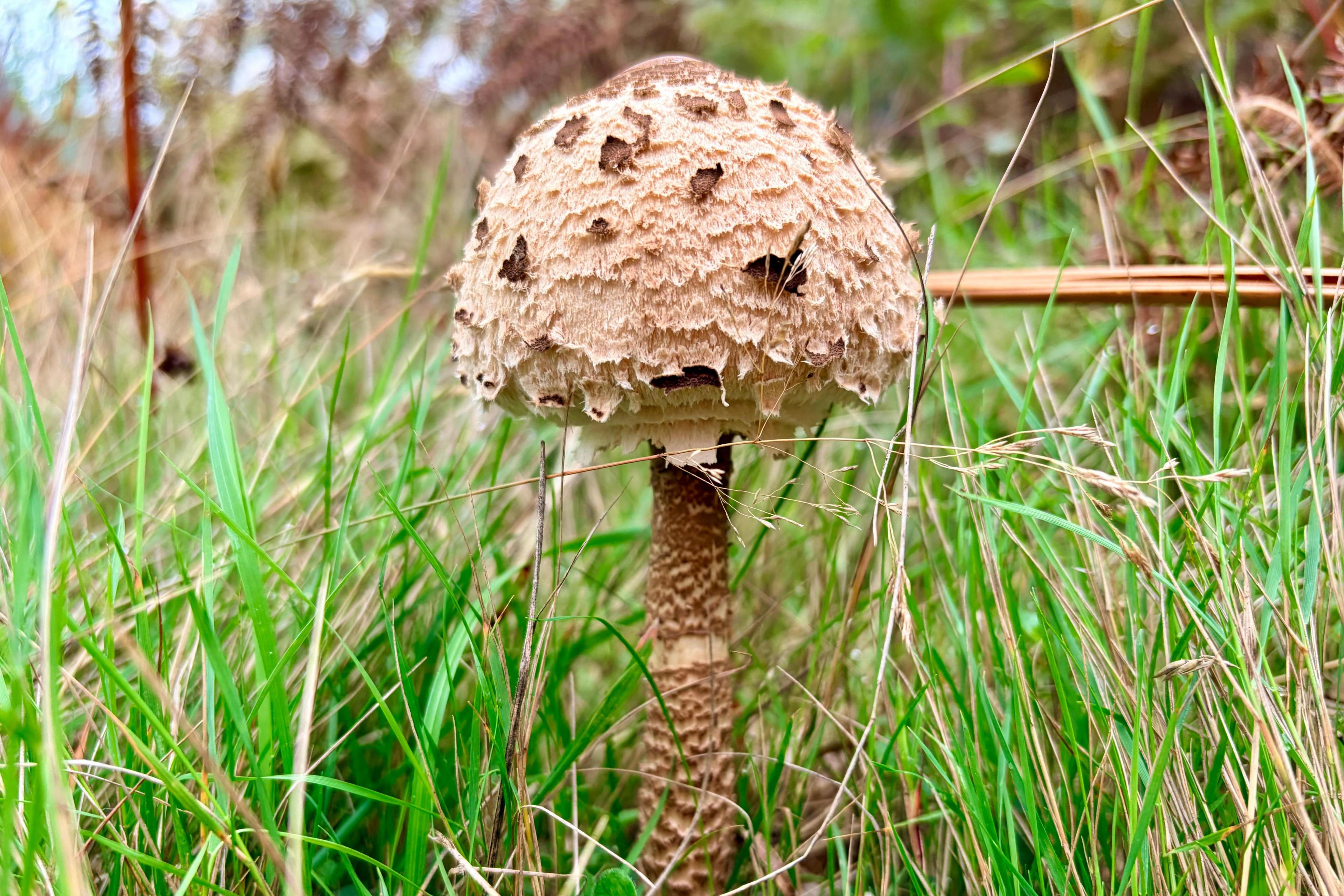 A single mushroom stands among grass. It has a brown stem and a light brown crown.