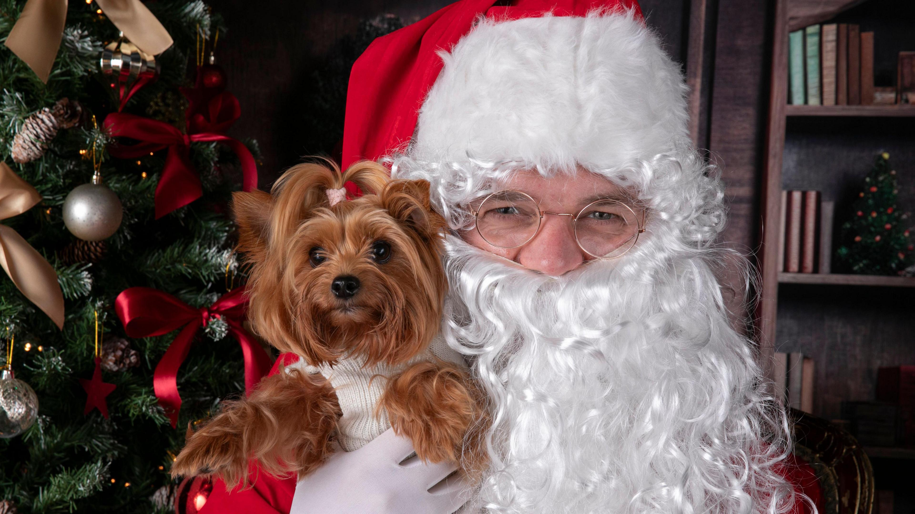 Santa, a man with a white beard and glasses, holds a Yorkshire Terrier. The small dog has some of its hair tied on its head with a pink hairband and is wearing a white jumper. Next to them is a Christmas tree.