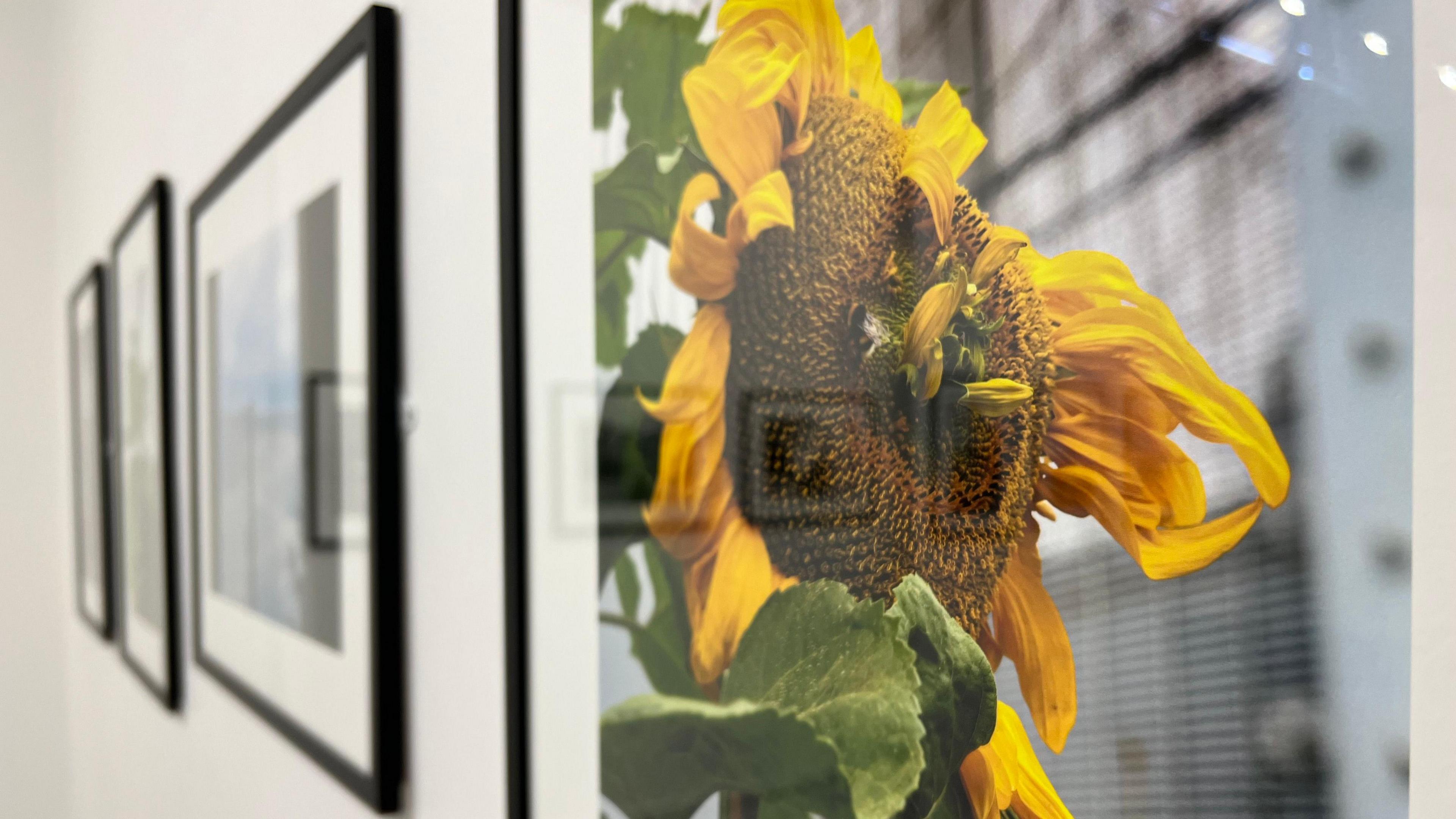 Photograph of a sunflower