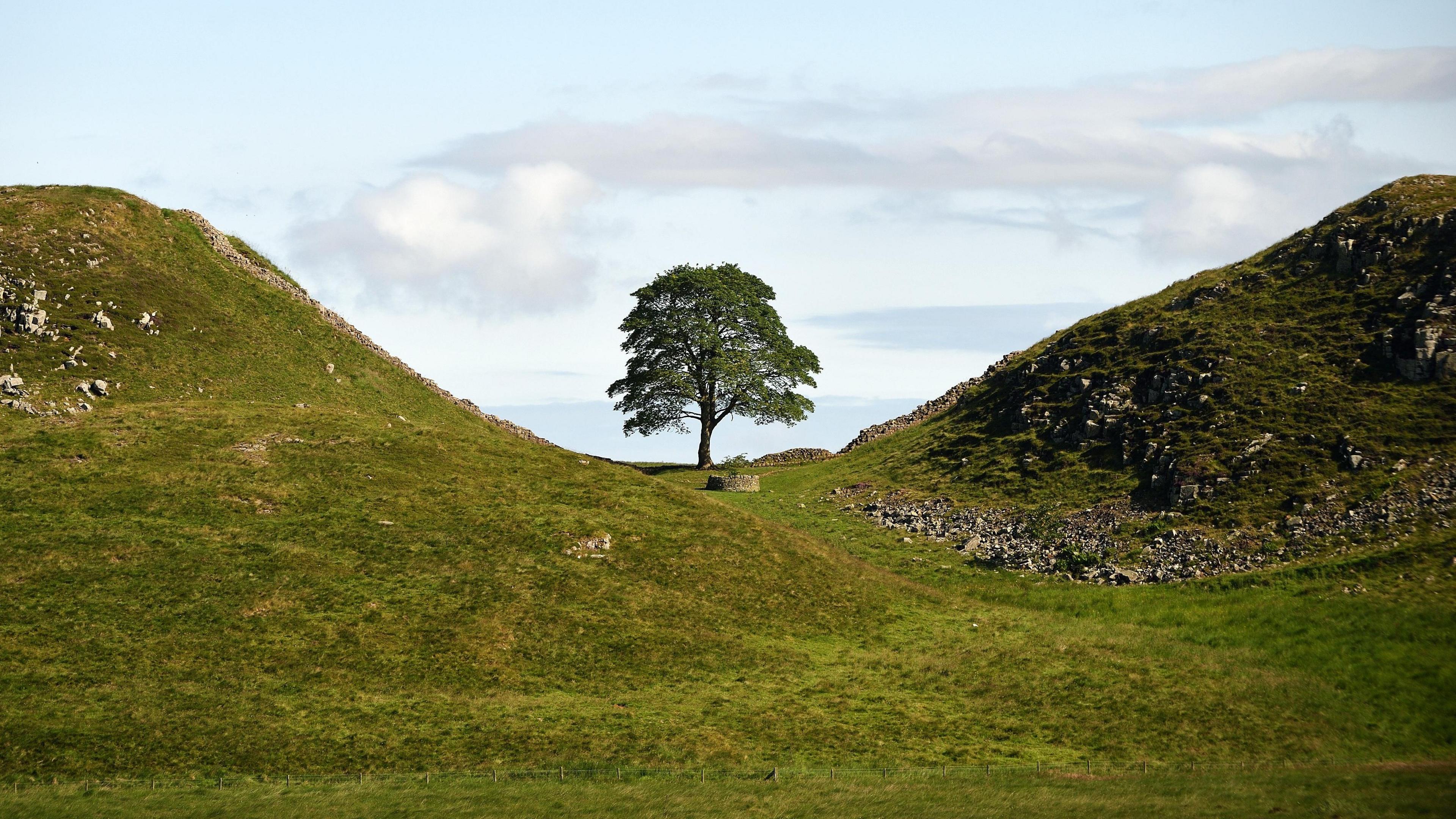 The famous sycamore group tree before it was felled 