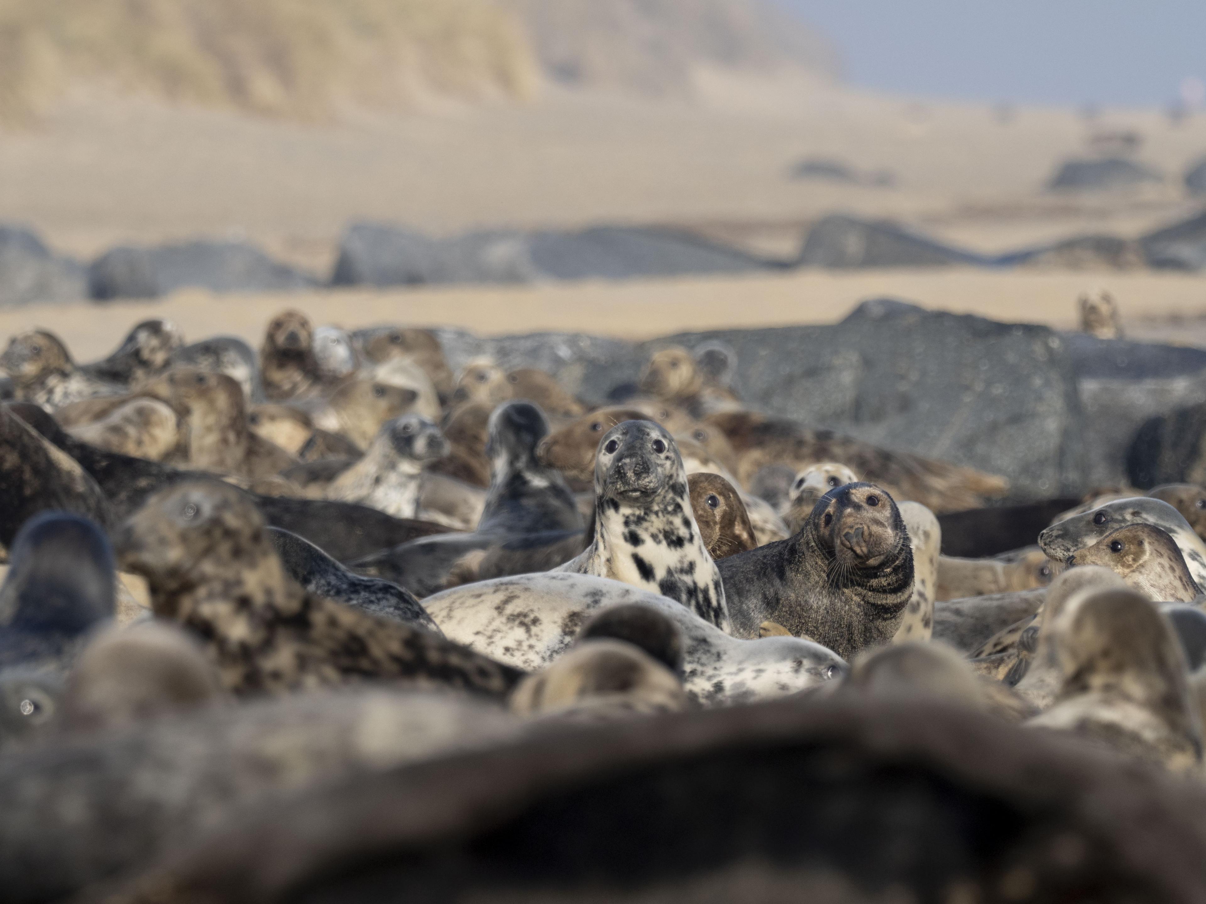 Grey seal colony in Norfolk