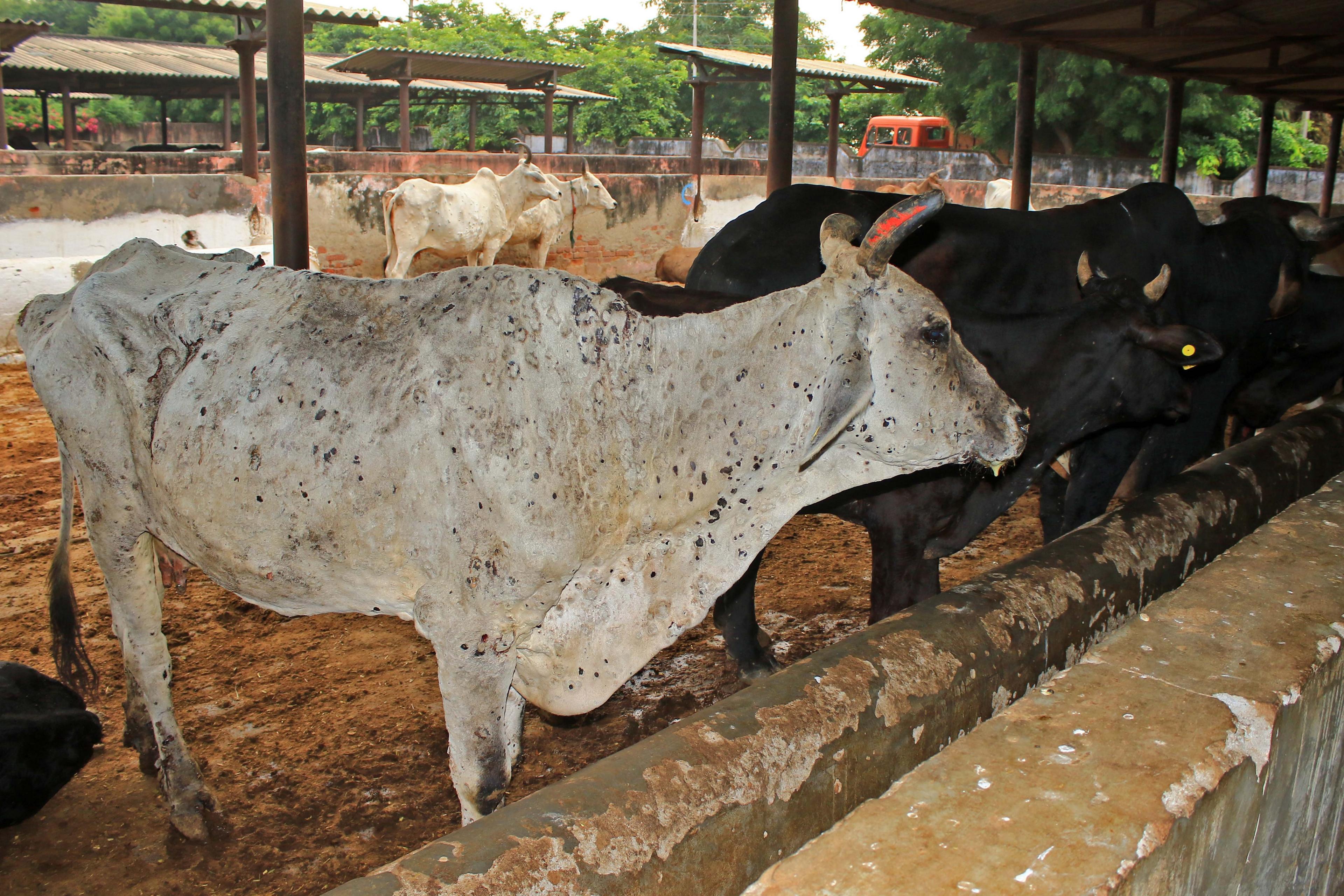 Cows infected with lumpy skin disease in the western state of Rajasthan.