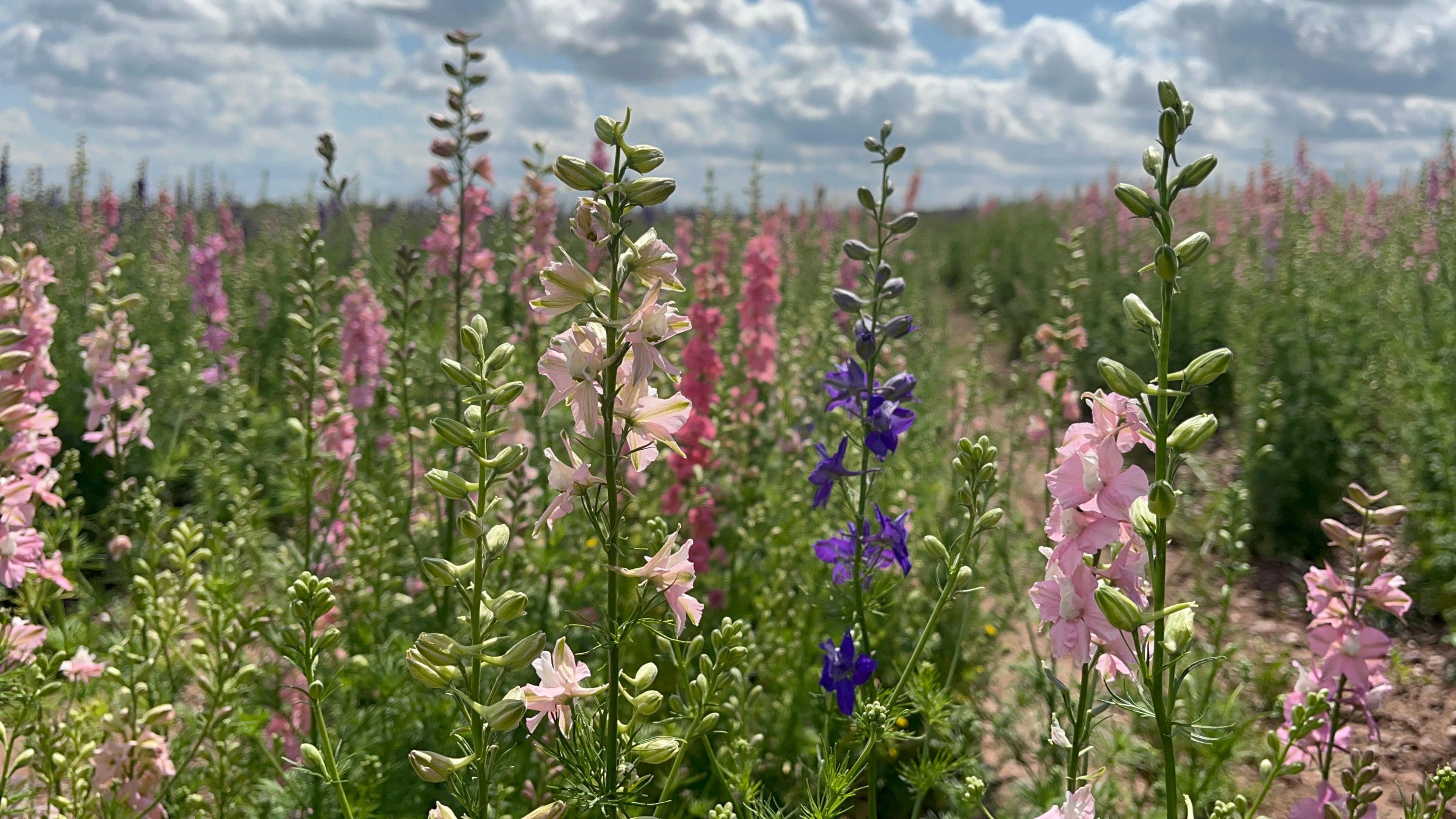 A field of larkspur flowers, ranging in colours from light pink to dark purple - the colours stand out against the green stems. The sky is blue with fluffy white clouds, and there's lots of sunshine.