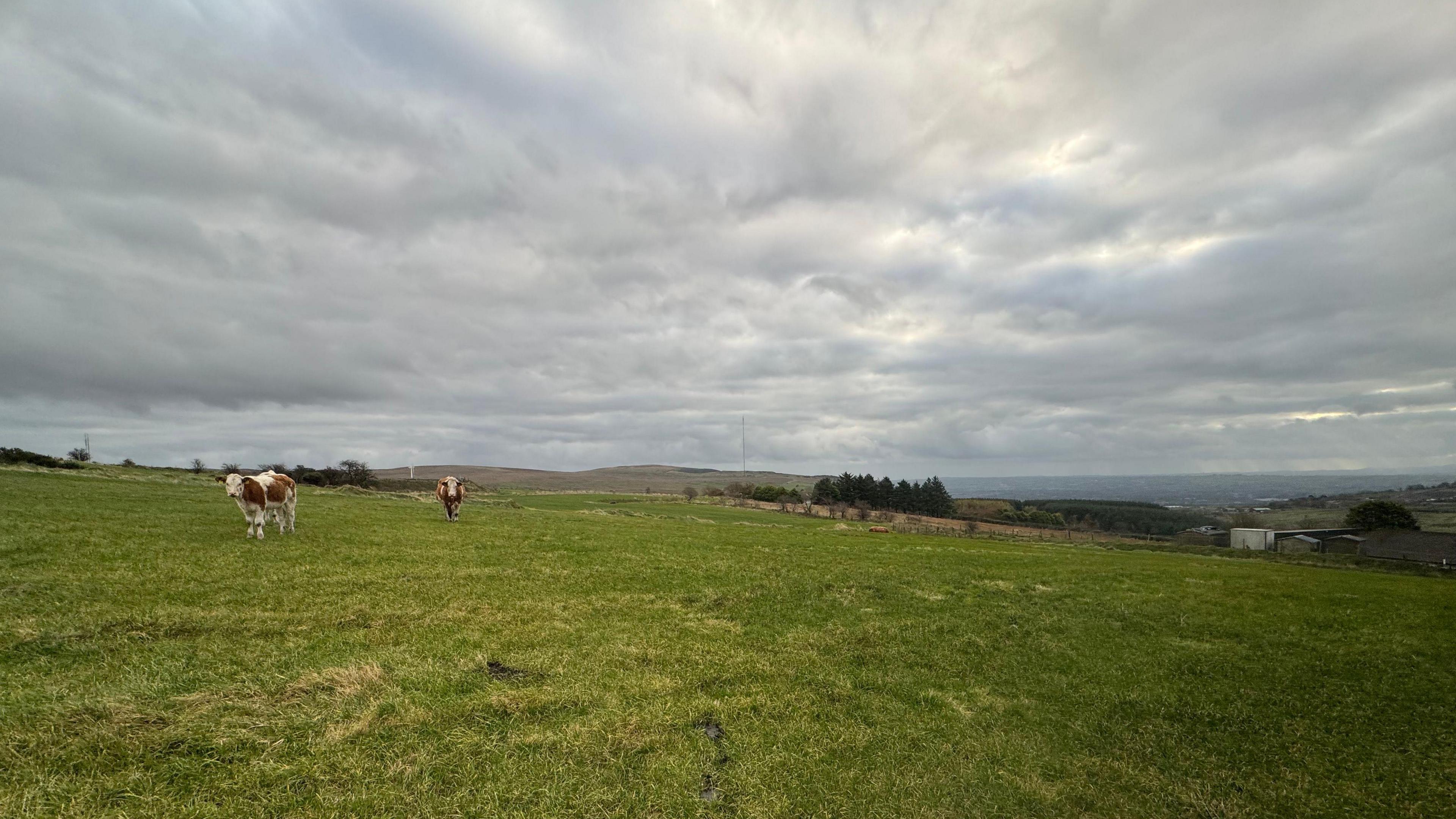 A field of green grass, with two cows in the distance to the left of the image. The sky is full of grey clouds. 