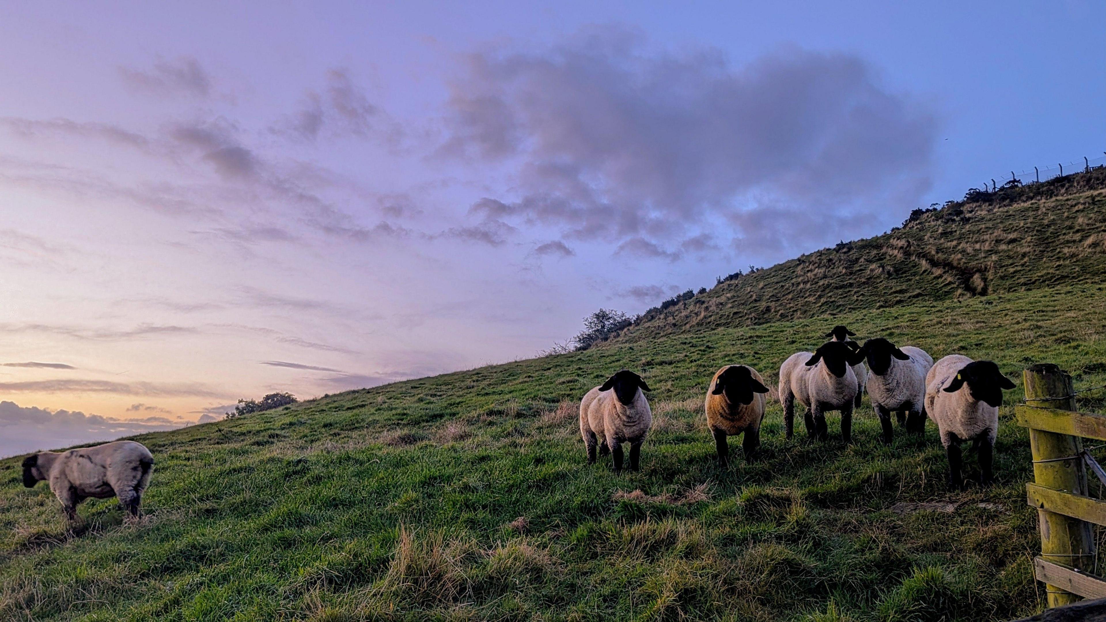 Some sheep in Ayrshire