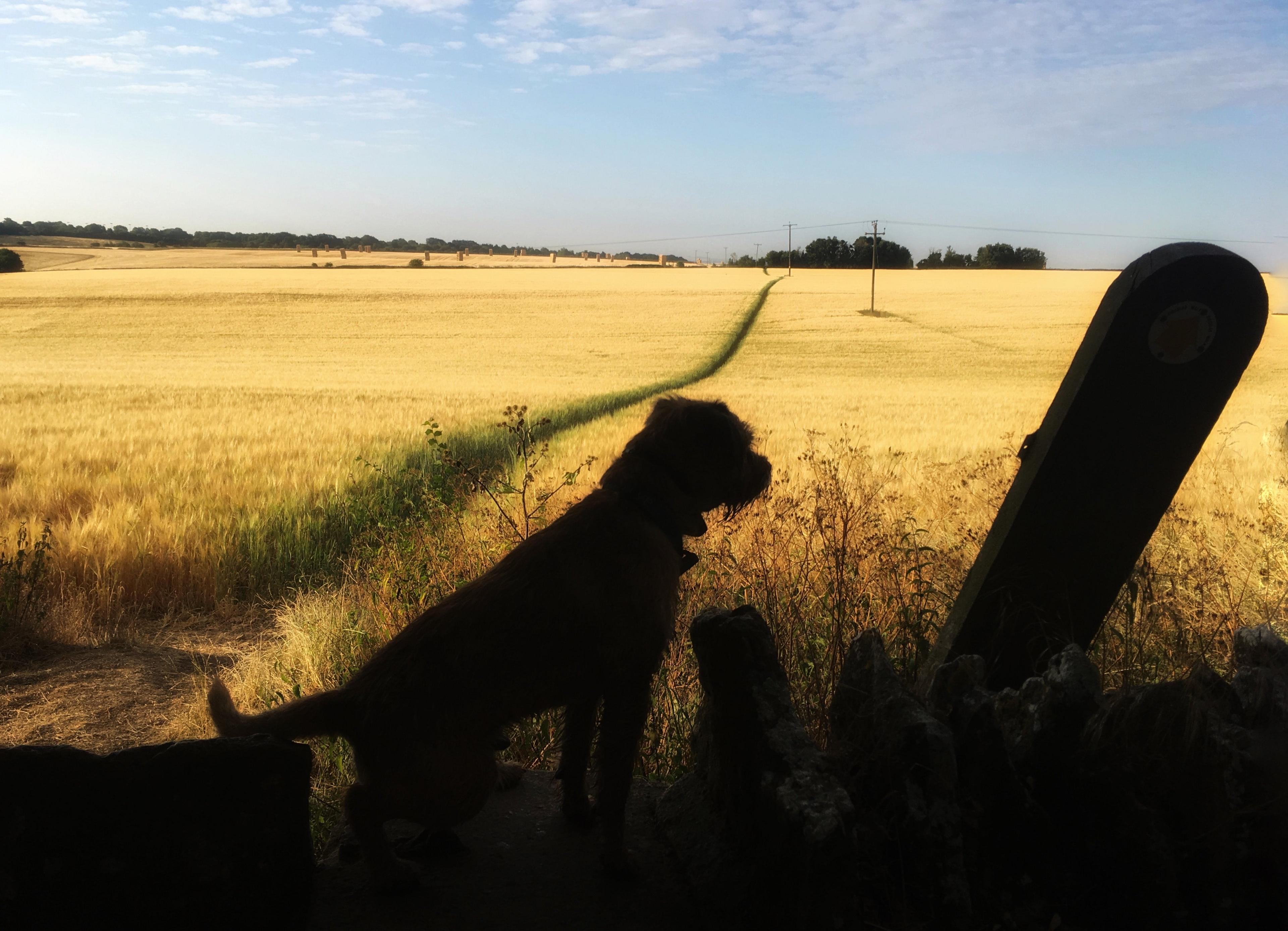 A border terrier admiring golden fields in Shilton