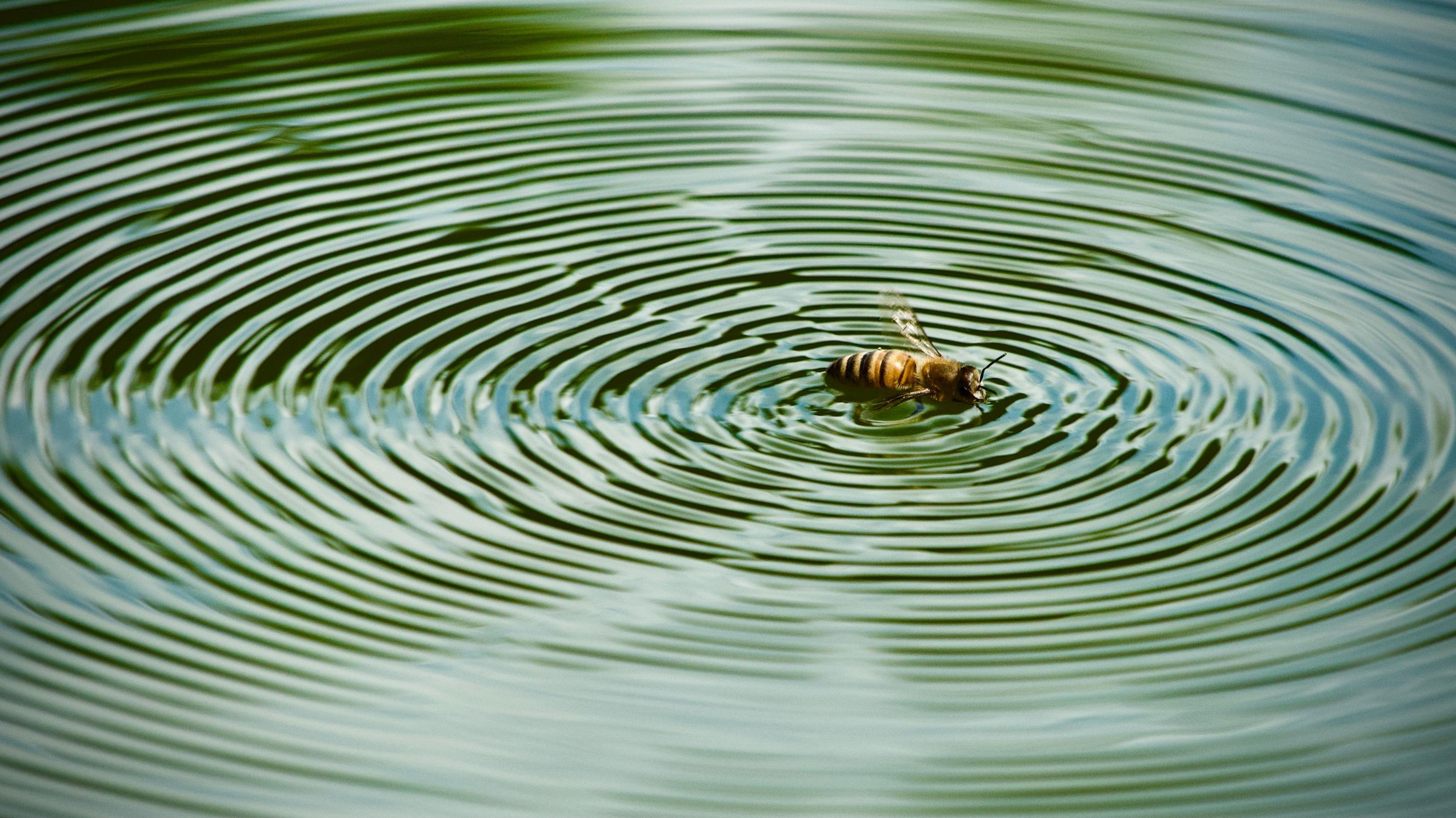 An insect in water