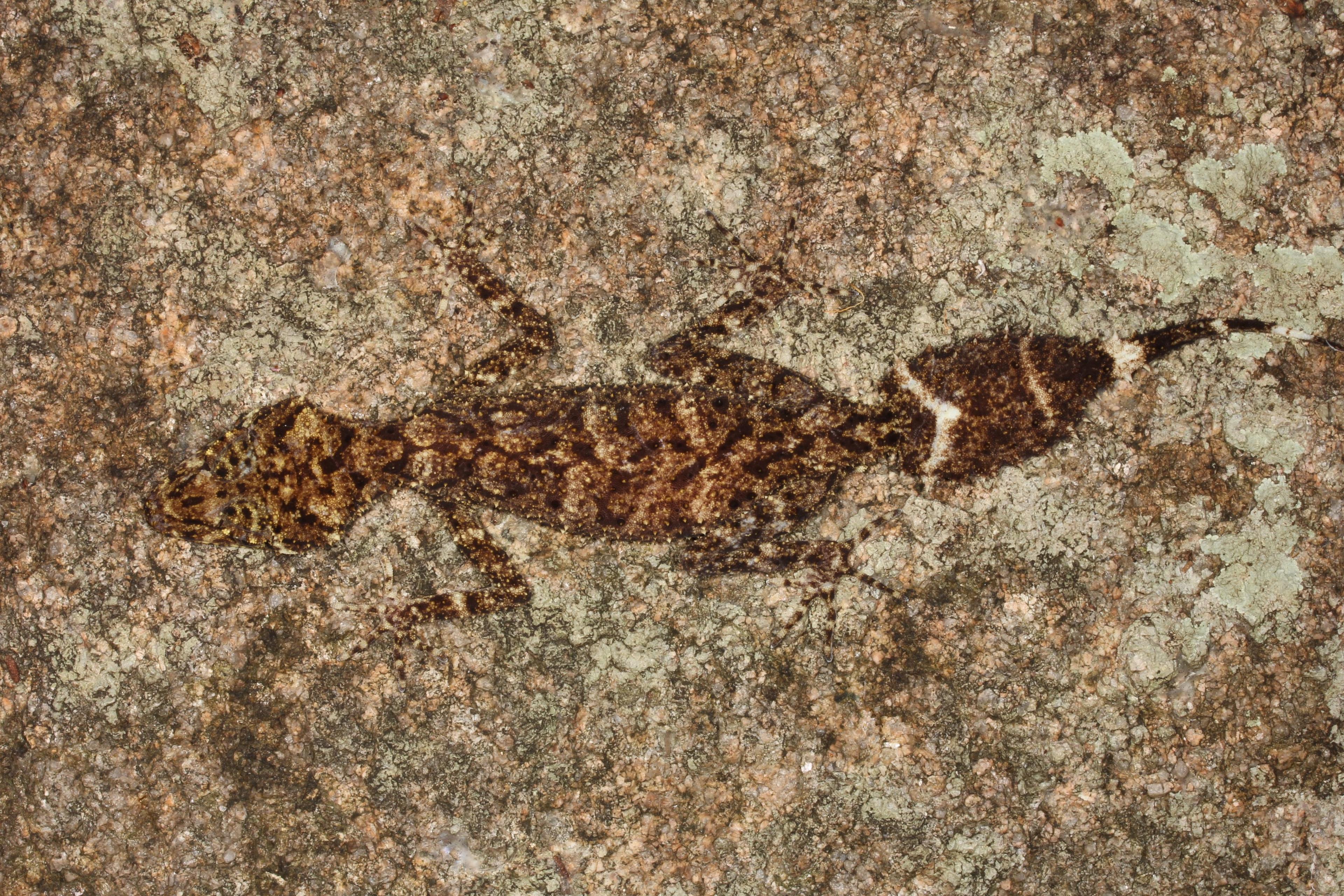 the gecko on a boulder - well hidden by its natural camouflage