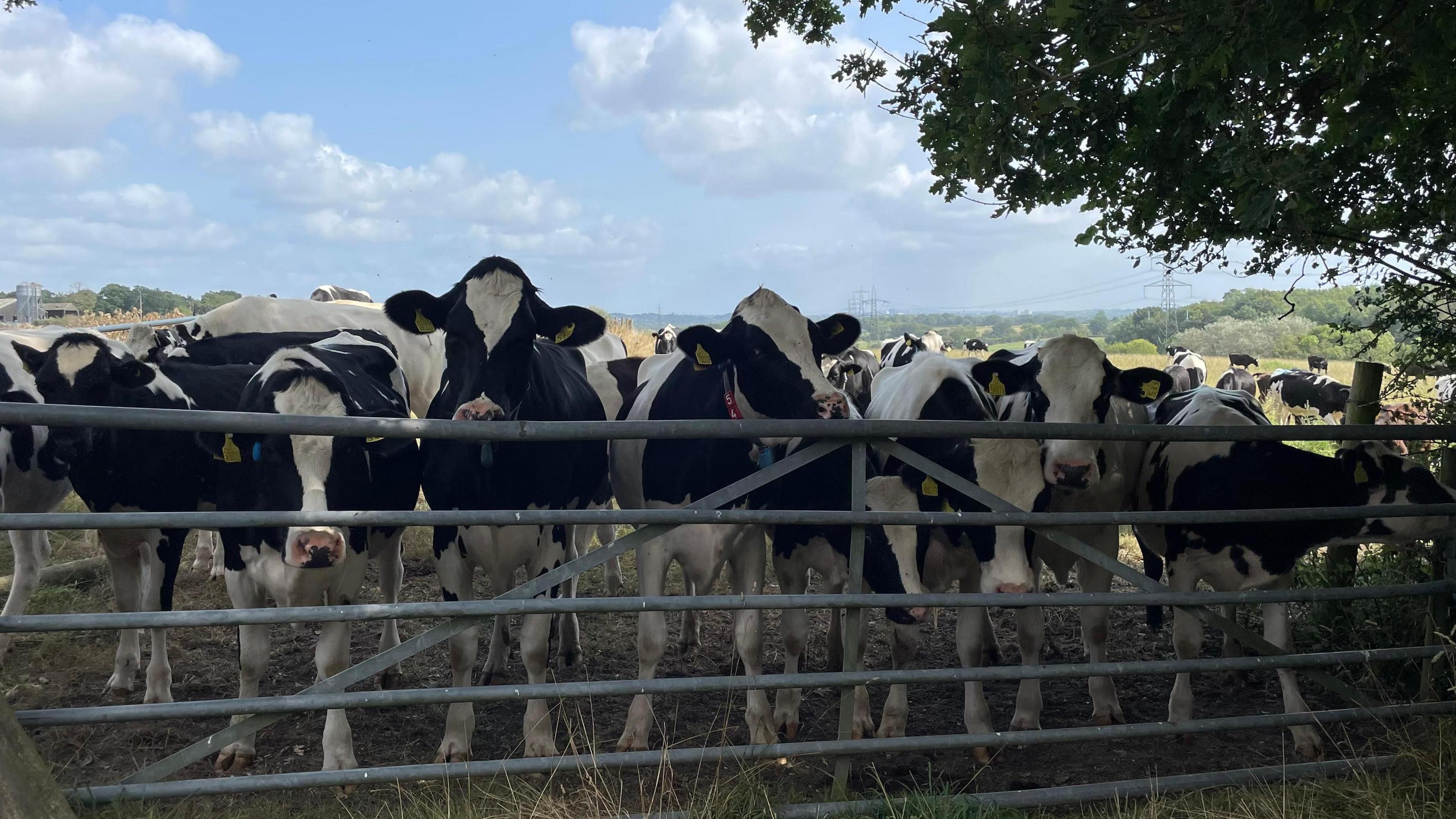 A herd of Friesian cows look through a five bar metal gate with a field and a view of the horizon made up of trees and electricity pylons.