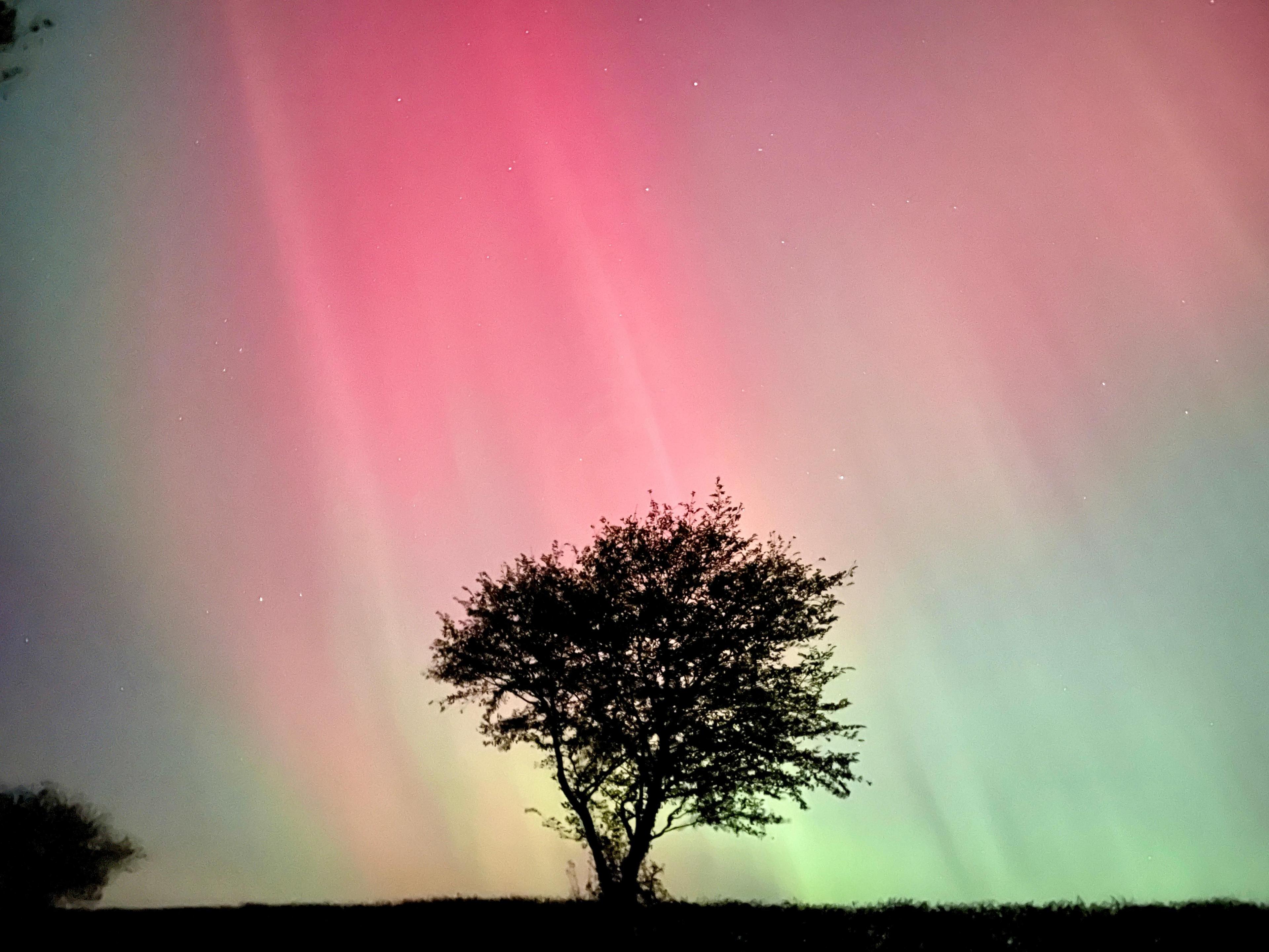 Shot of northern lights with a silhouetted tree in the foreground