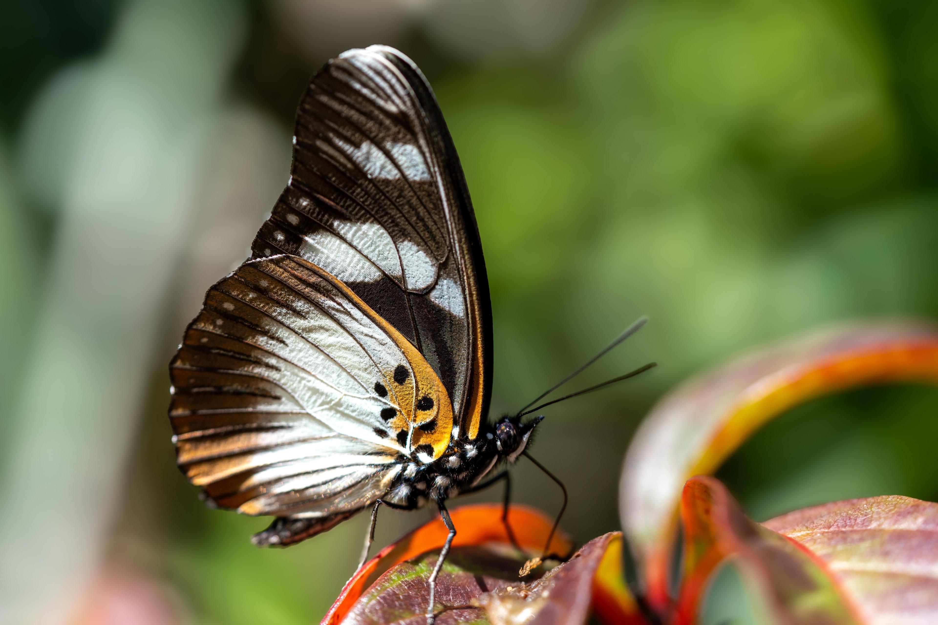 A butterfly in Mabu forest