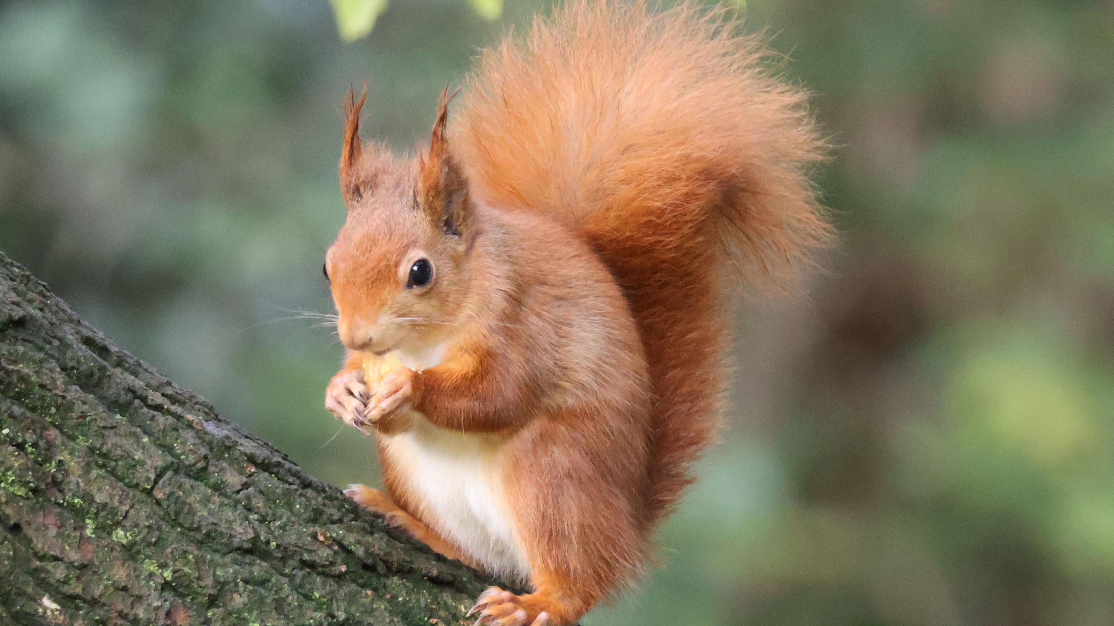 A red squirrel sits on the branch of a tree while holding something in its hands to eat