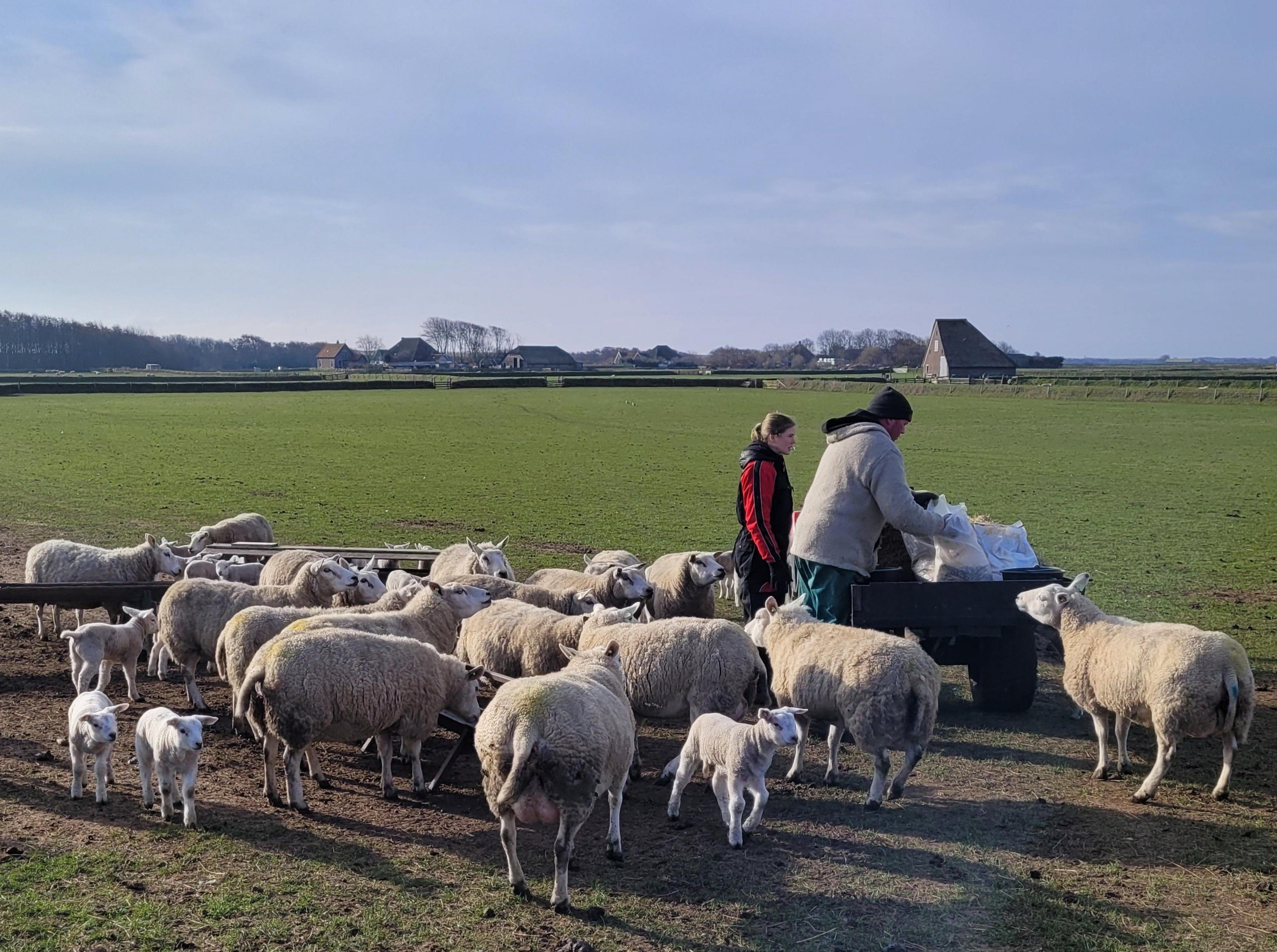 Two farmers feed a flock of sheep