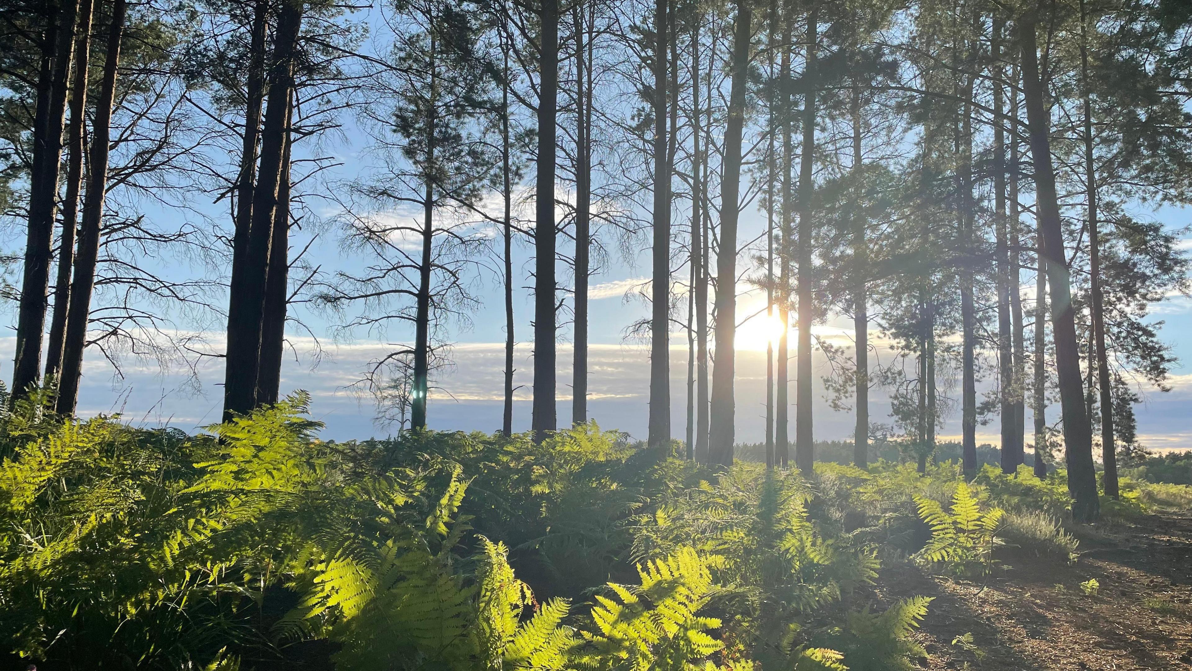 The sun shines through tall fir tress in this shot with ferns spread around the base of the woodland floor