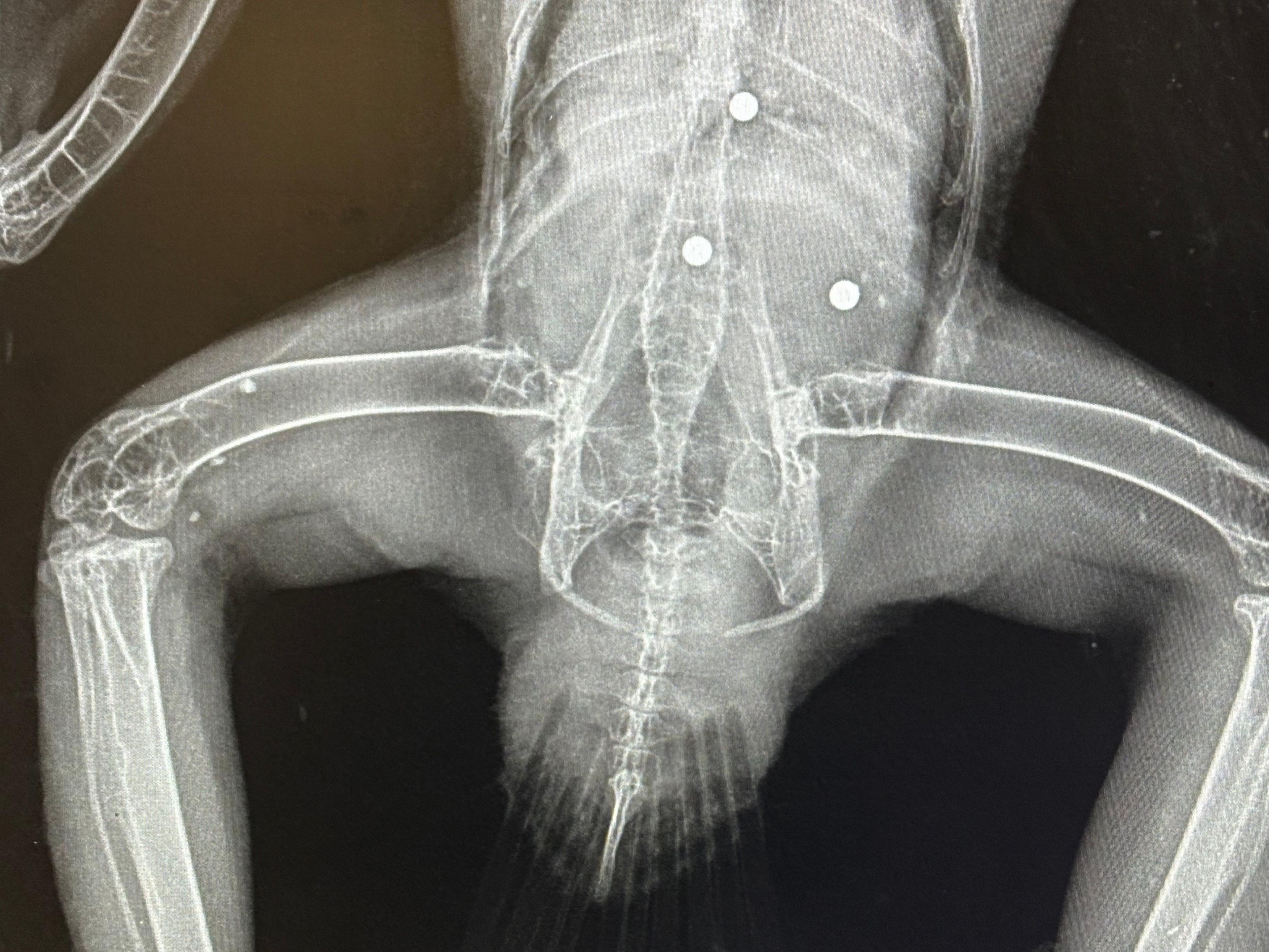 A black and white x-ray image of a buzzard. Three dense balls are visible in the main body of the bird.