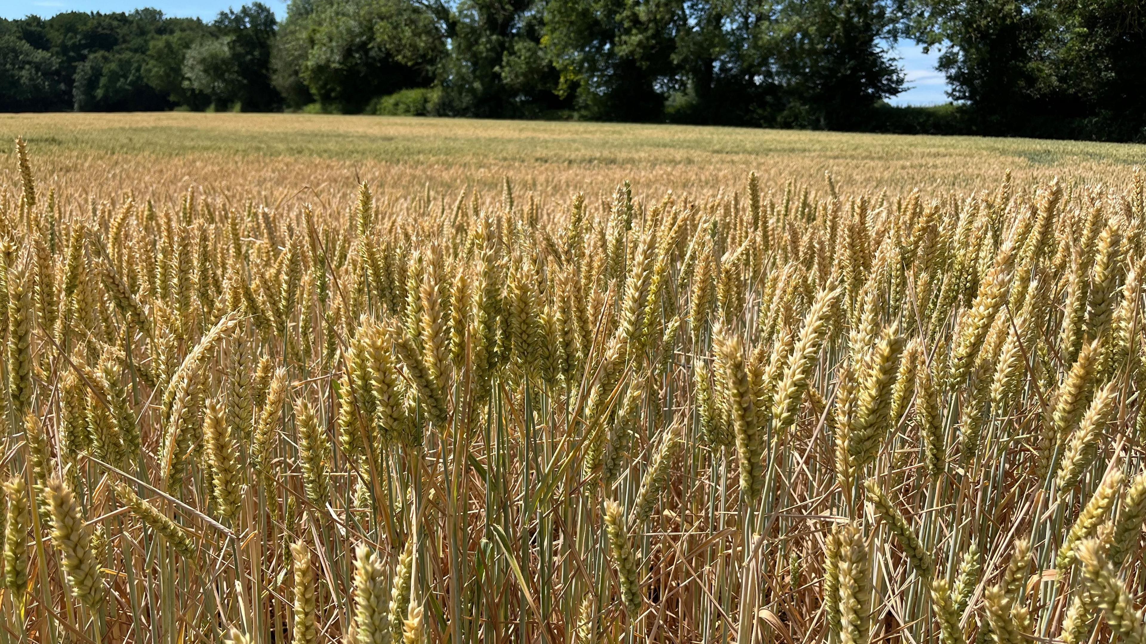 A field of yellow wheat, with some green patches in the distances, on a bright sunny day.