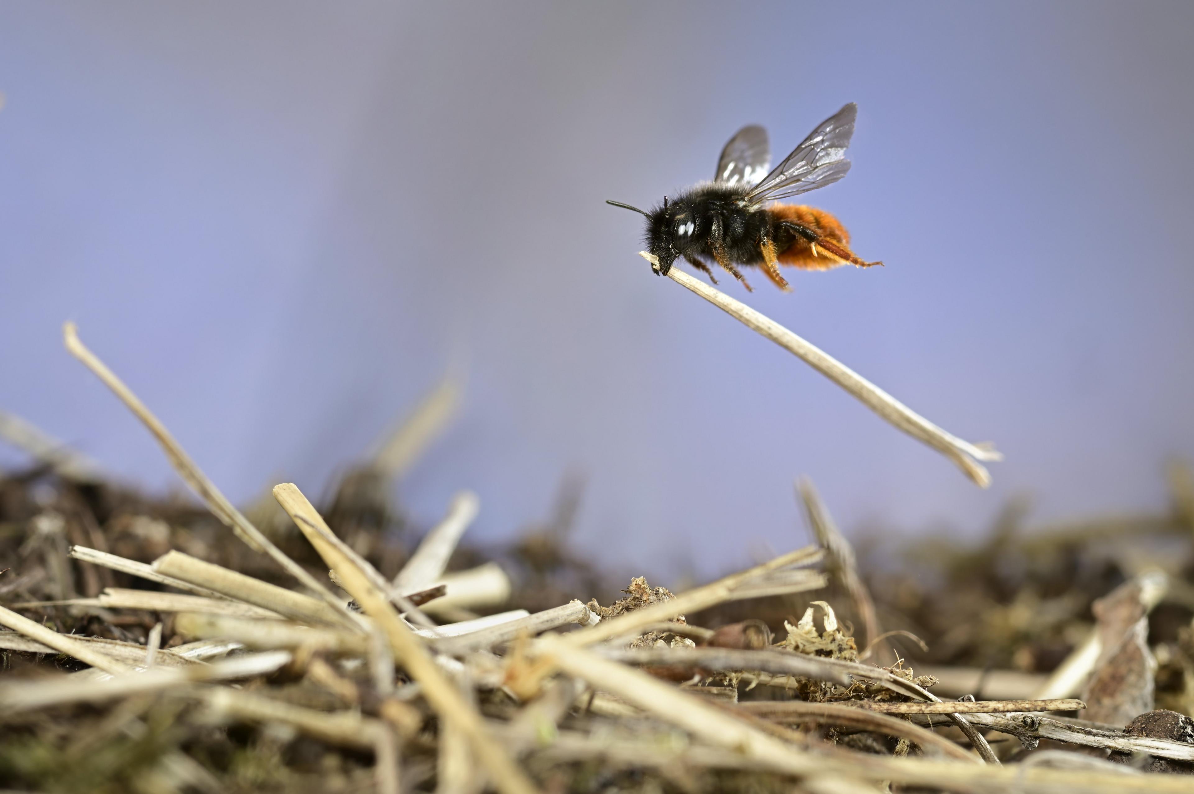 A two-coloured mason bee building its nest.