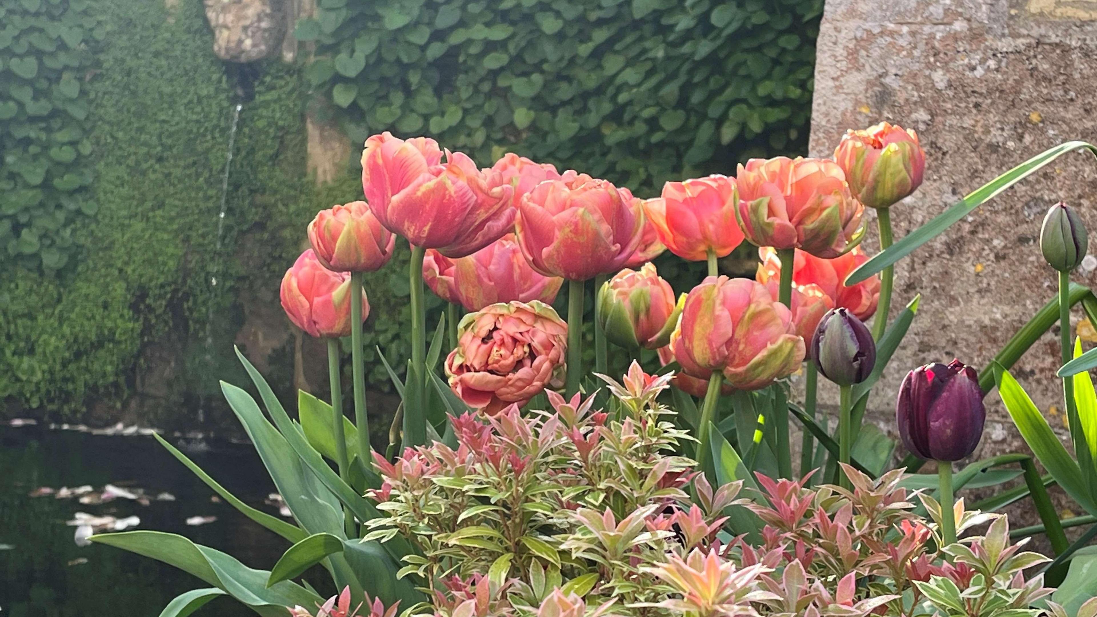 Tulips at Iford Manor 