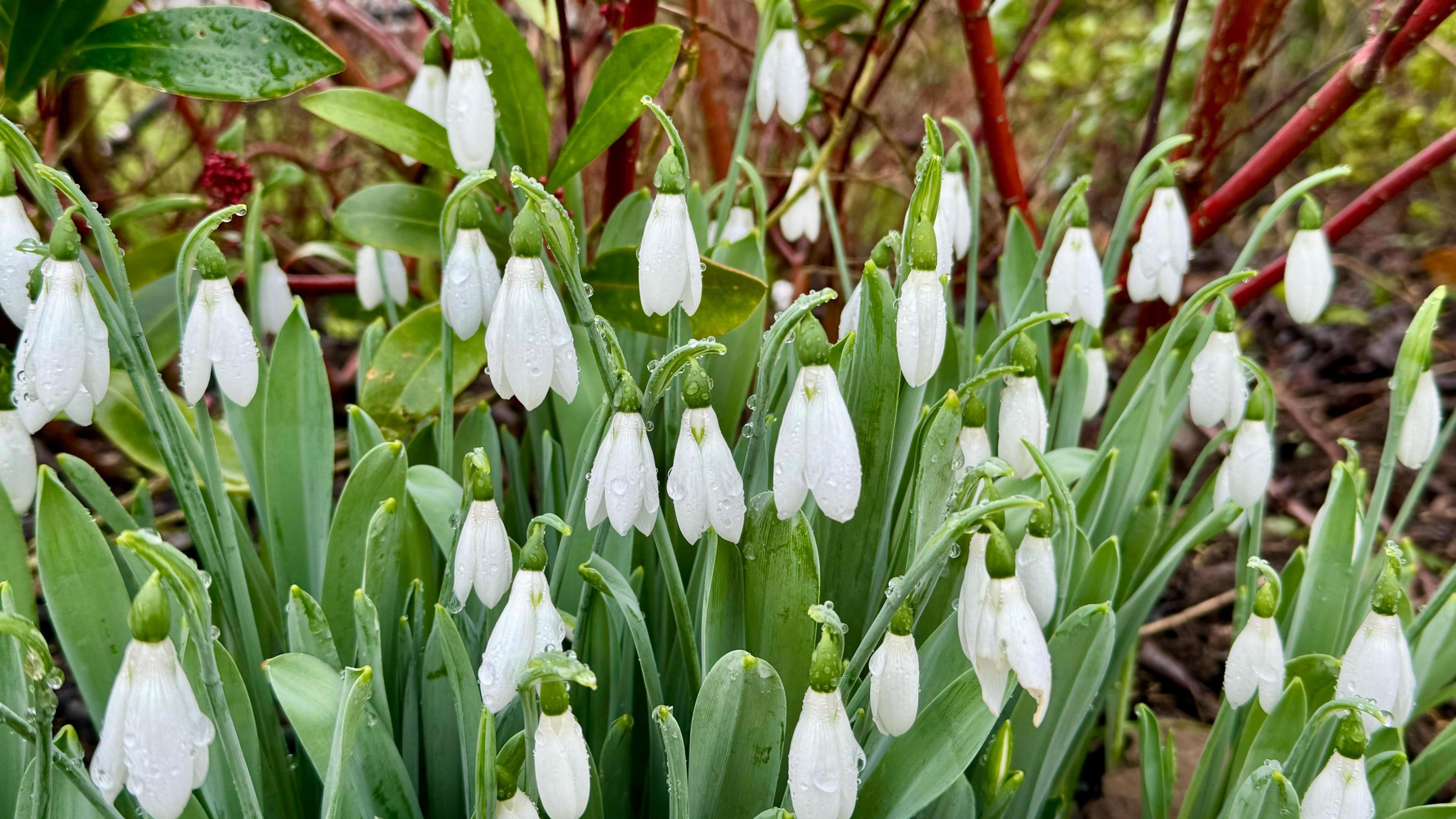 A bunch of snowdrops covered in water droplets is coming out of the ground.