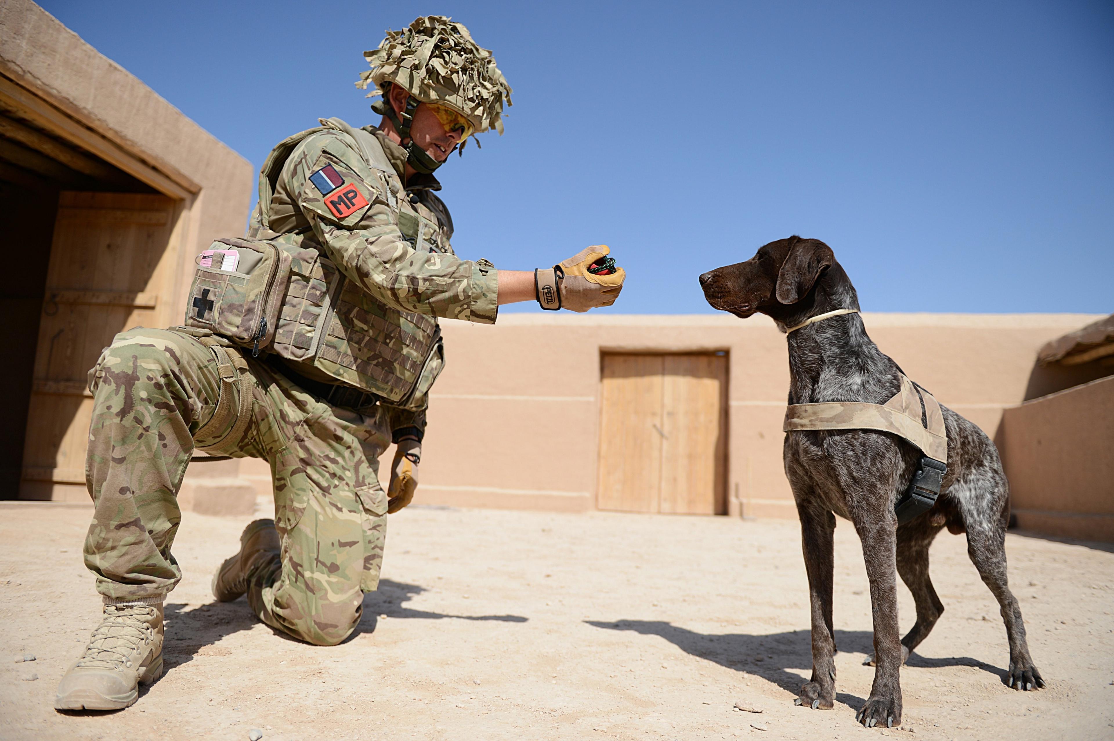 Hertz, the brave Military Working Dog that has earned the prestigious PDSA Dickin Medal