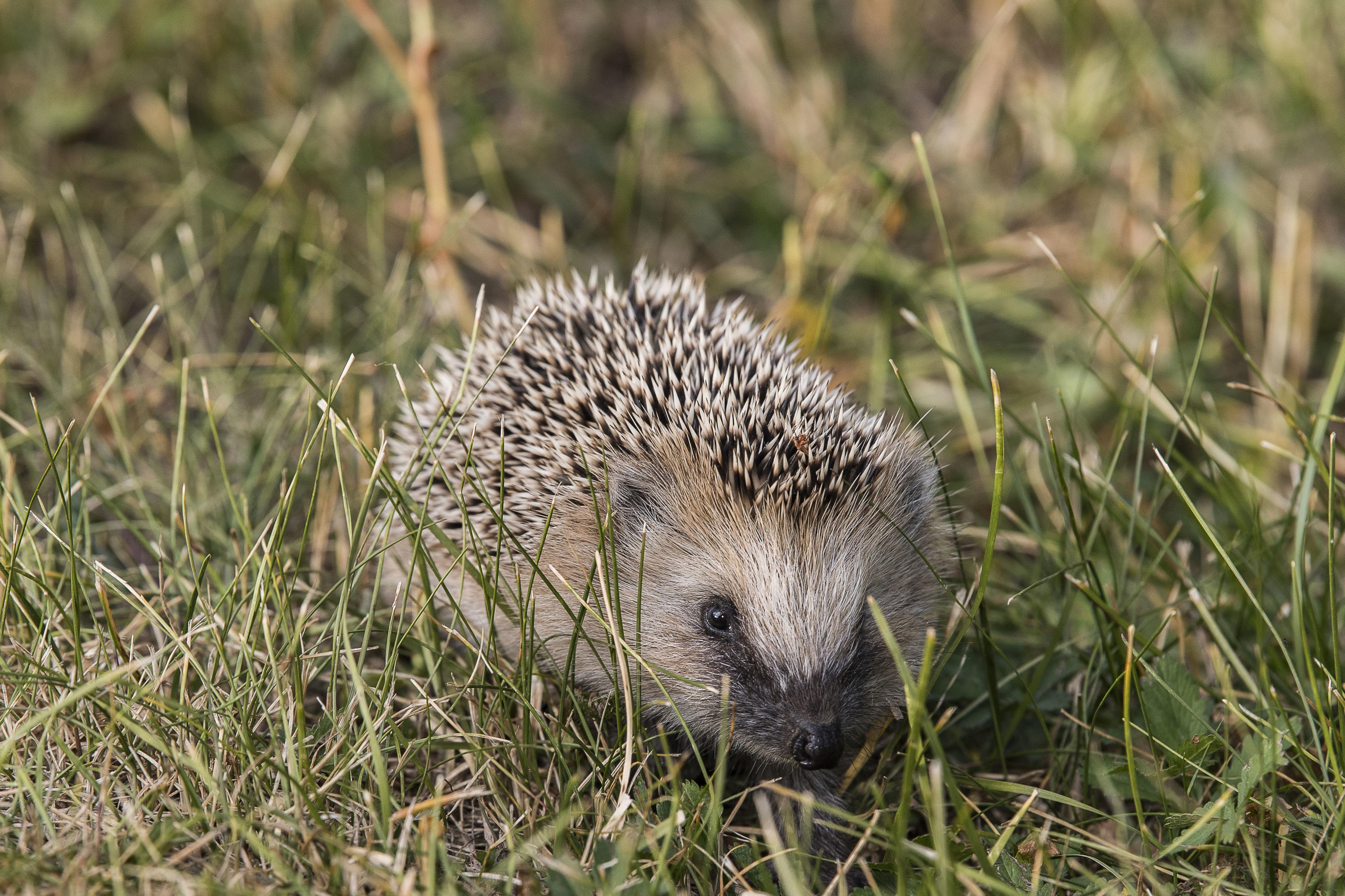 Hedgehog in grass